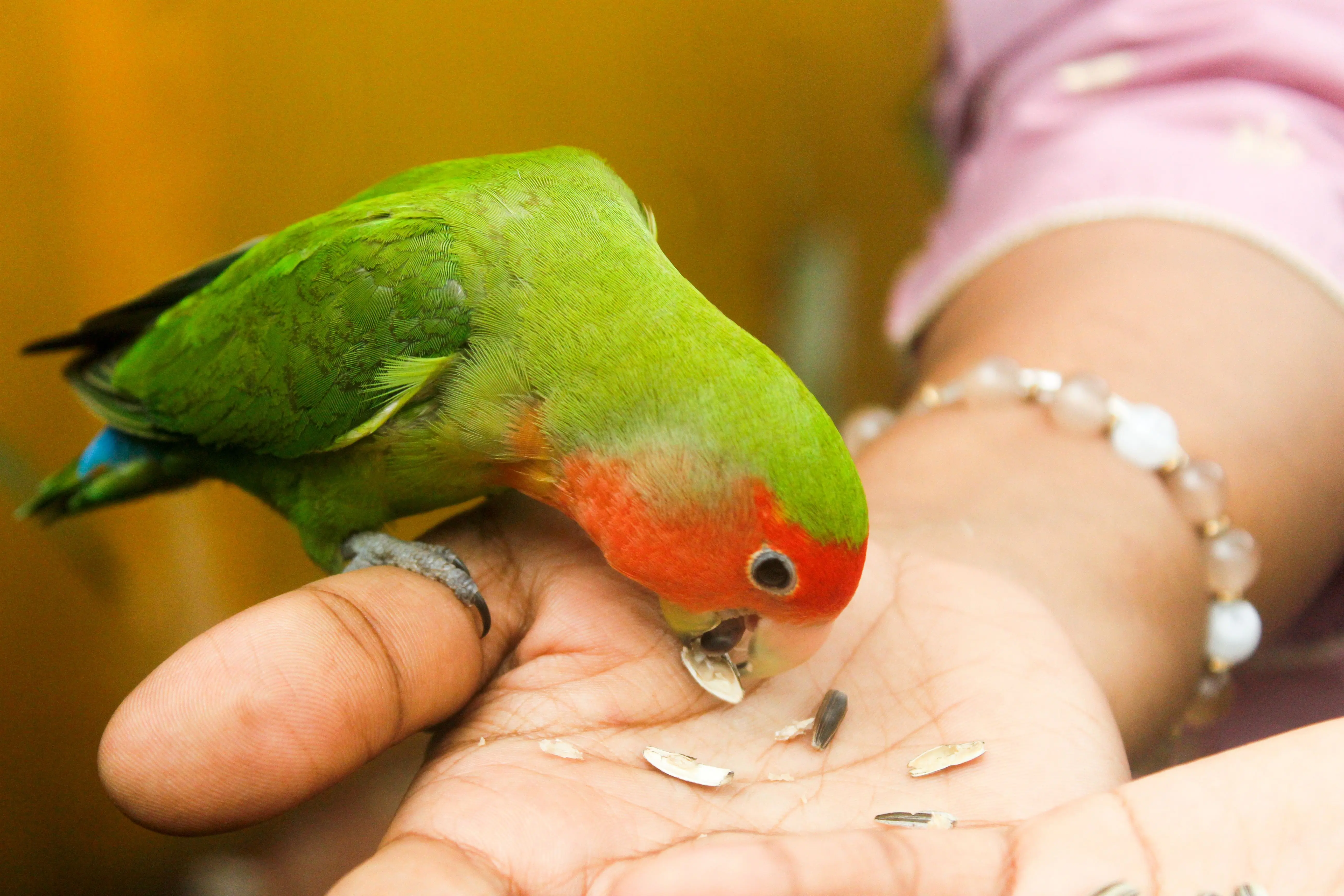 parrot food Vibrant lovebird enjoys seeds from a gentle hand indoors.