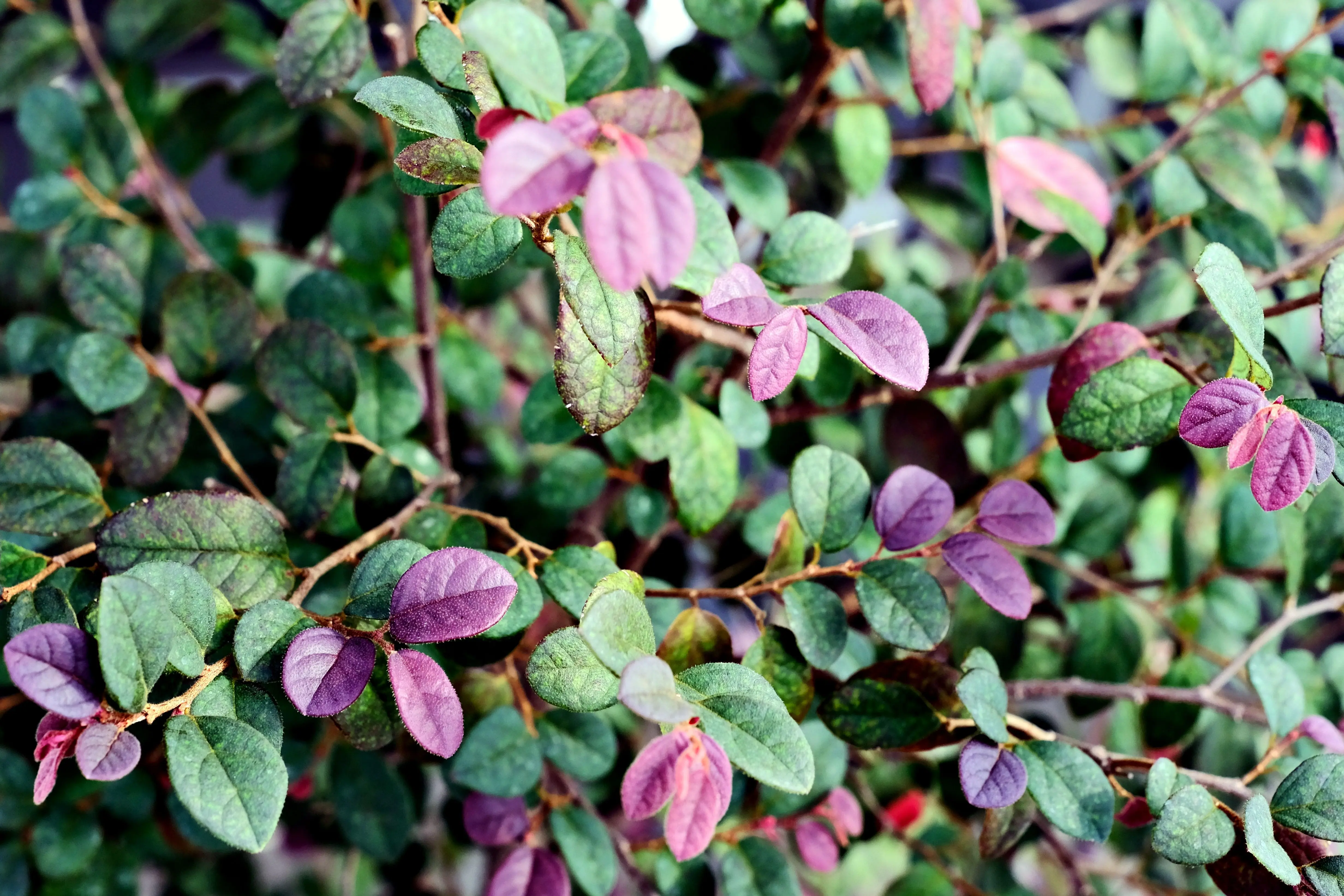 shrub with purple flowers Close-up of a colorful Loropetalum plant showcasing green and purple leaves.