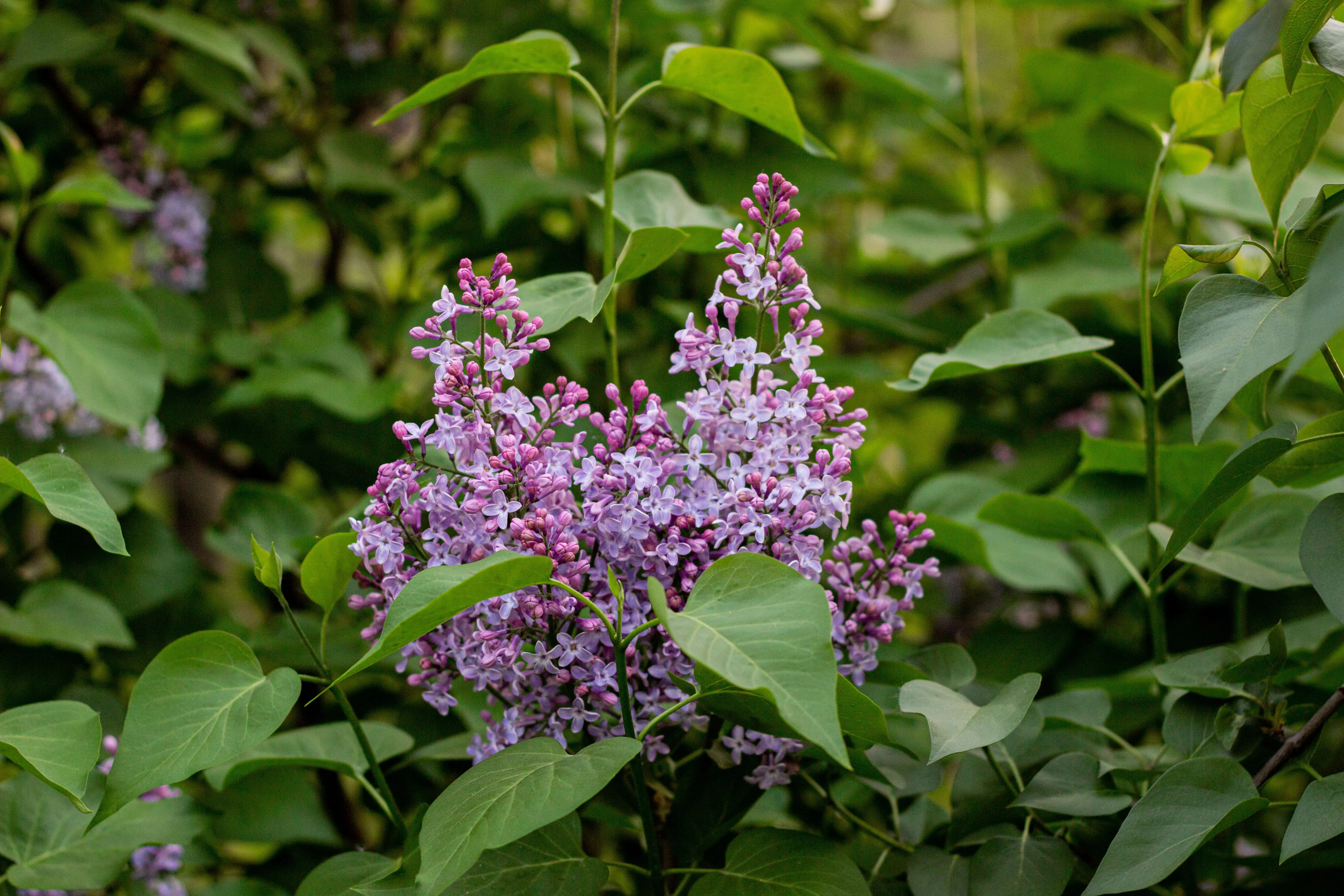 shrub with purple flowers Vibrant purple lilac flowers surrounded by lush green leaves in a natural setting.