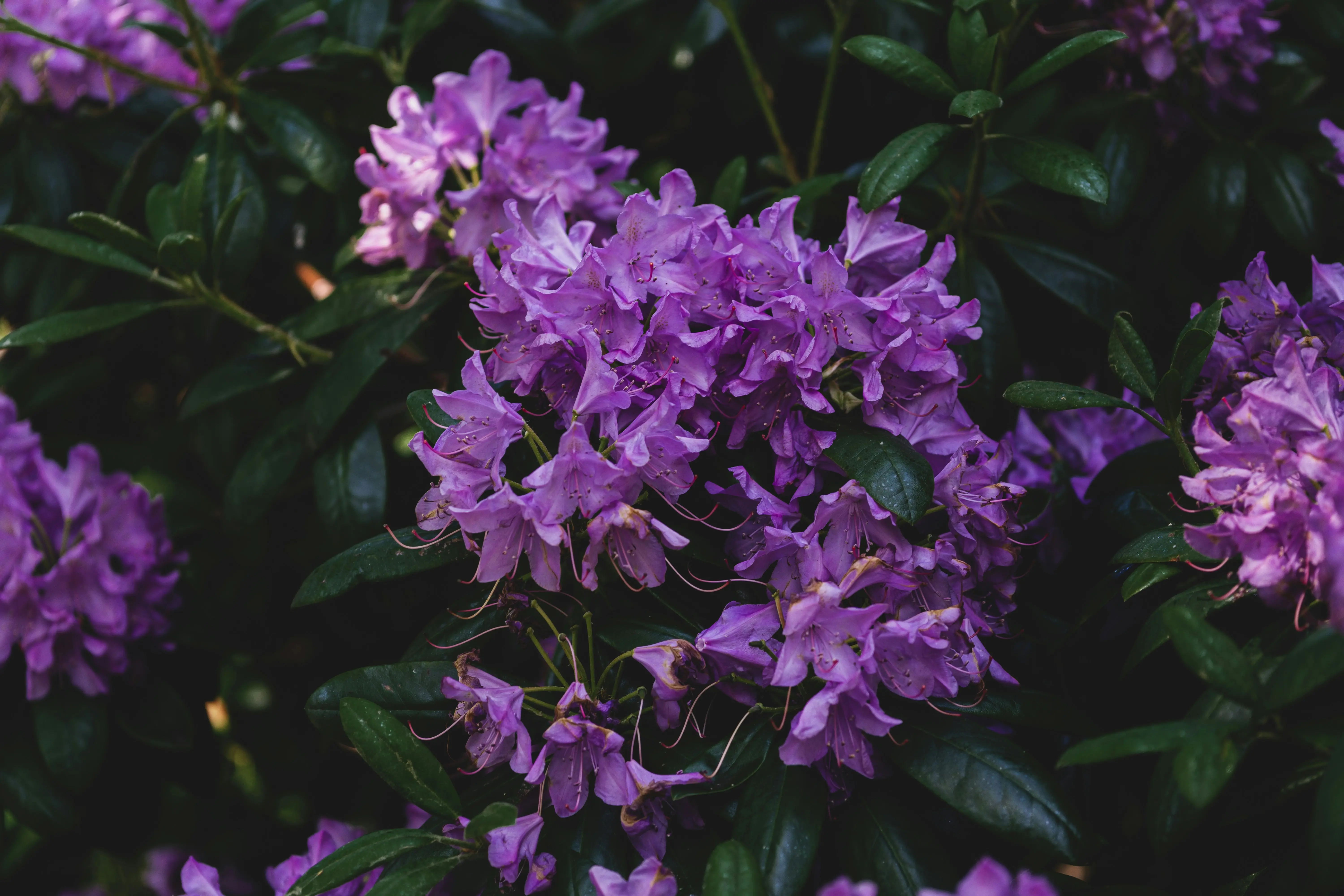 Shrub with Purple Flowers : Top 7 Stunning Choices