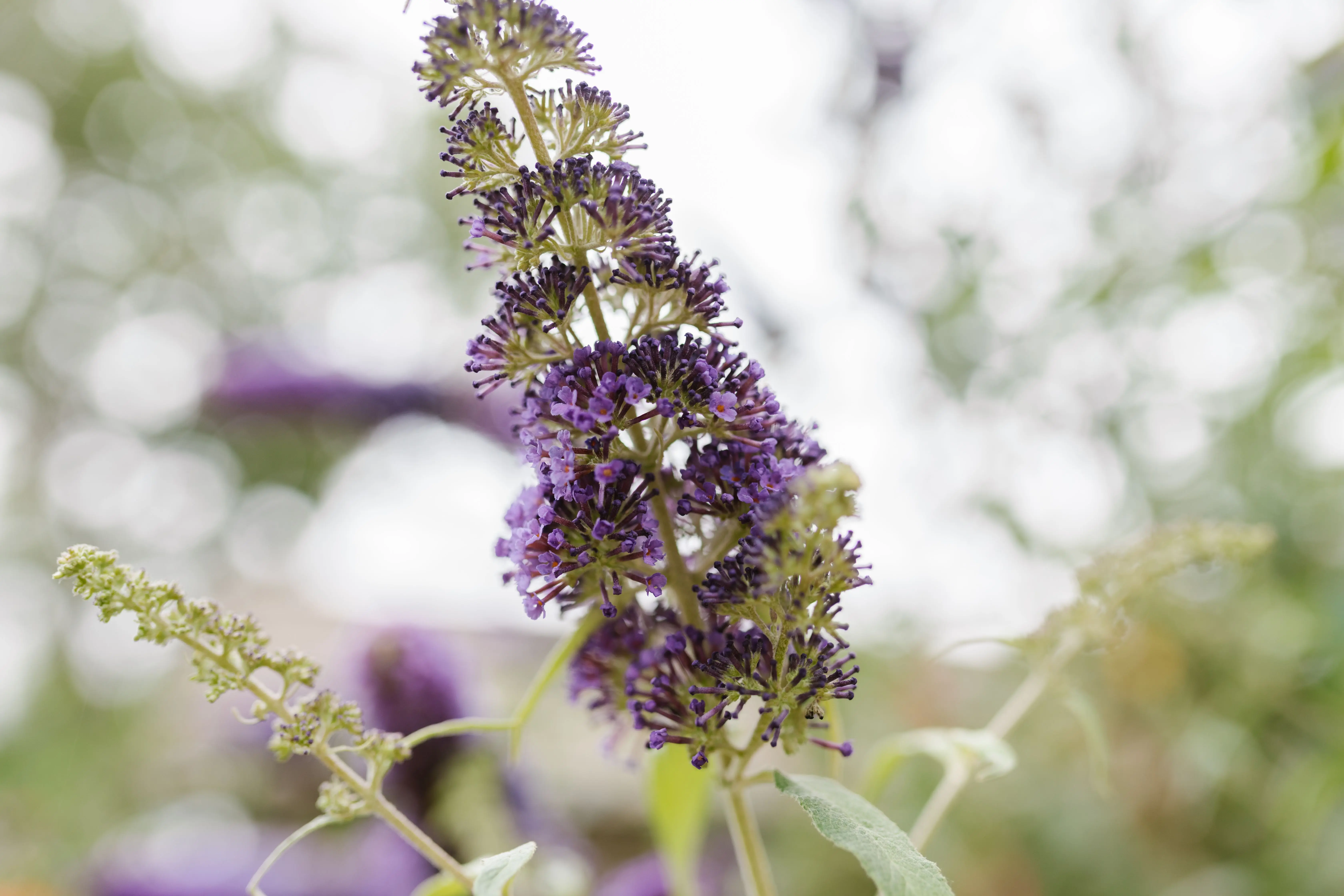 shrub with purple flowers Detailed close-up of a purple Buddleia flower blooming in a garden setting.