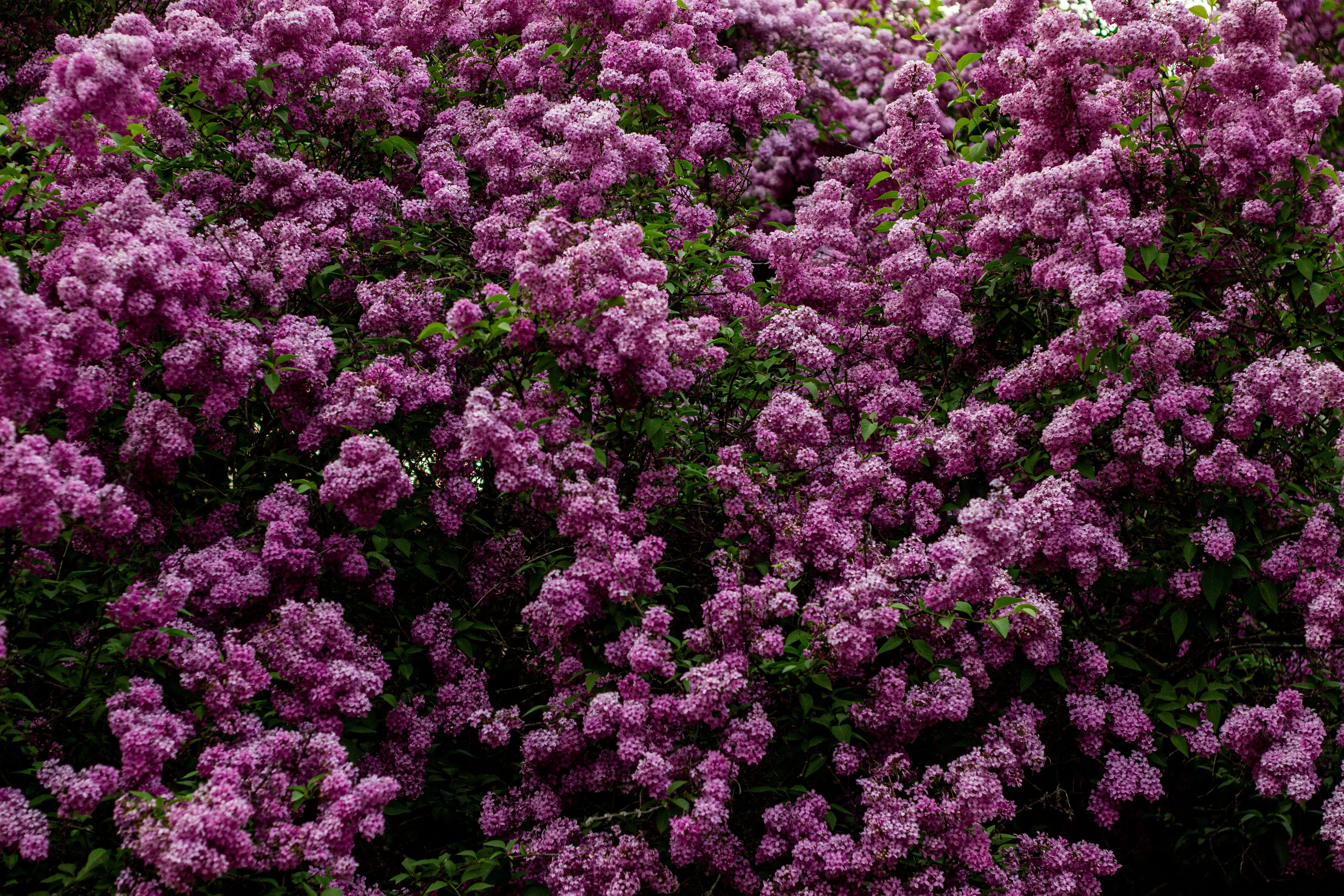 shrub with purple flowers Dense, vibrant purple lilac bushes in full bloom during springtime outdoors.