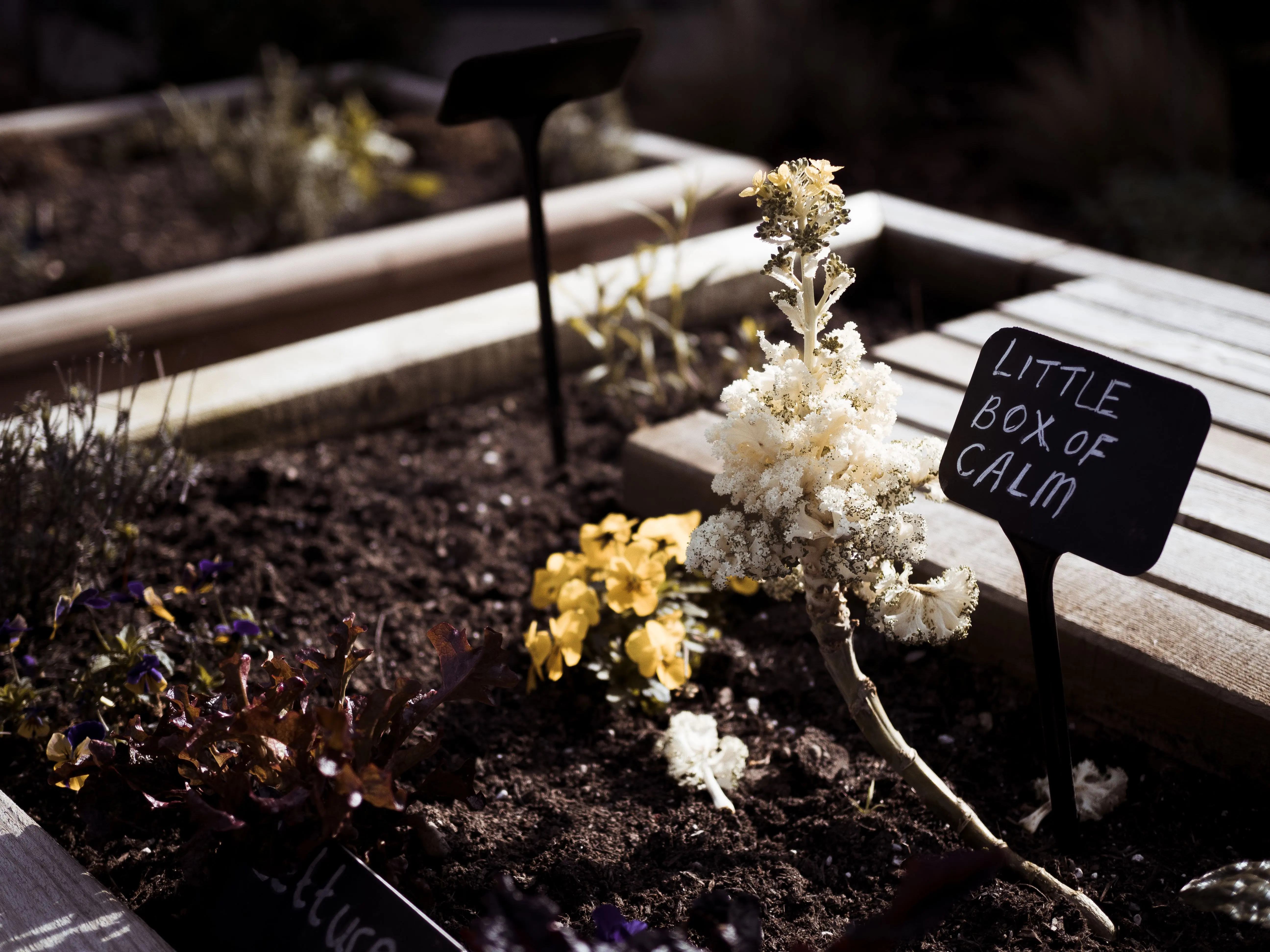 raised bed trellis A peaceful garden bed labeled 'Little Box of Calm' with flowers and soil.