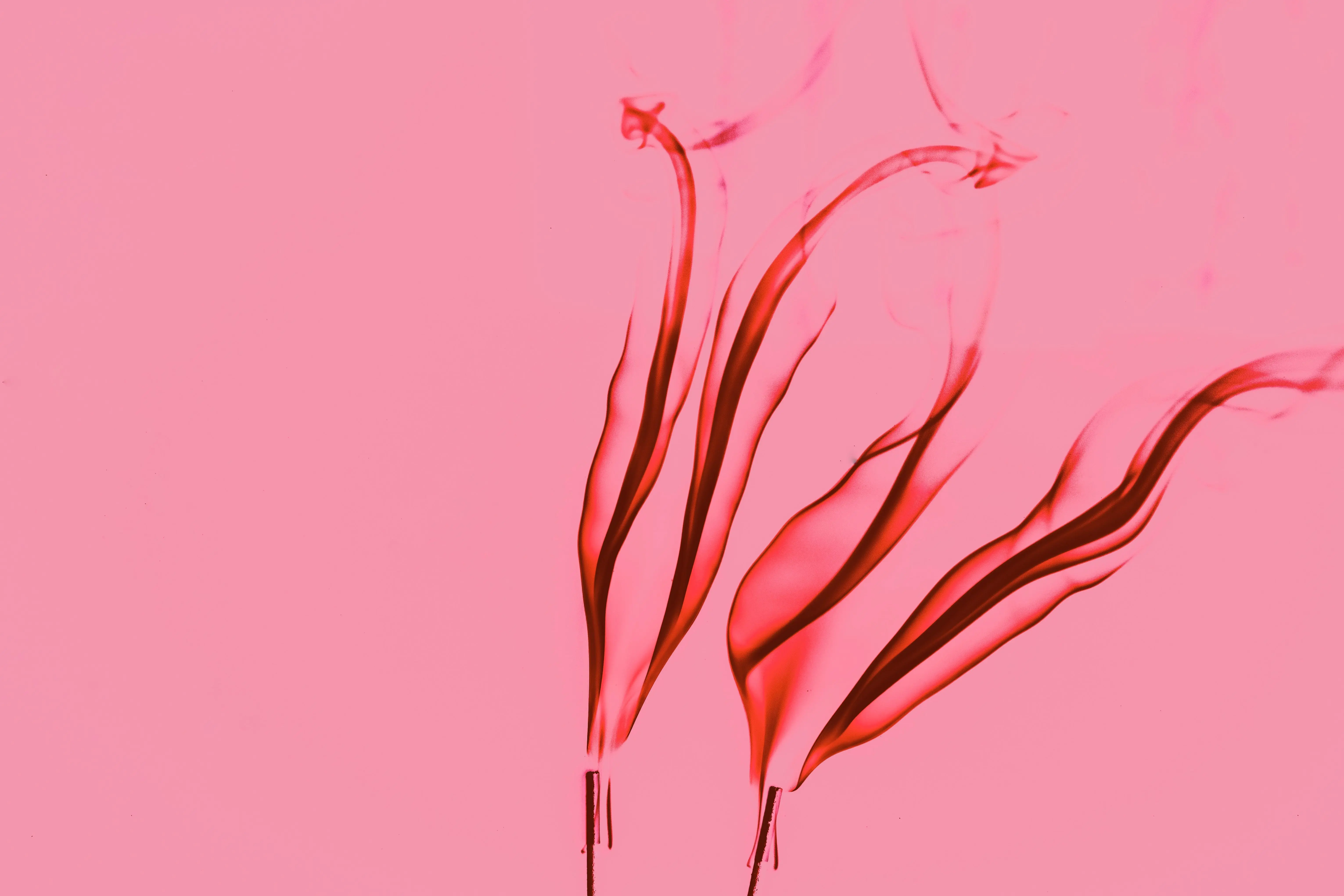 red plants Vibrant red smoke swirls elegantly against a soft pink background, creating artistic abstract shapes.