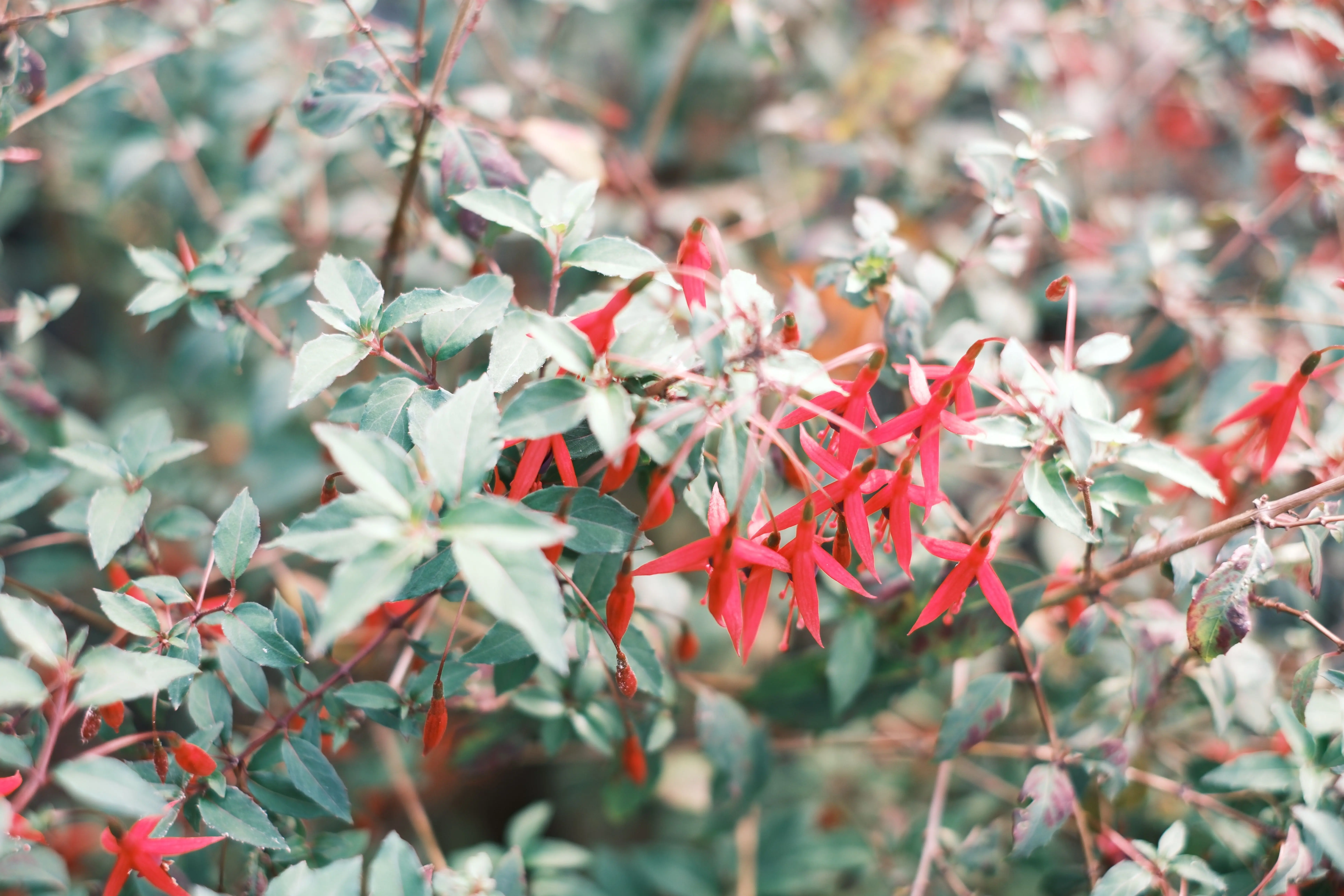 red plants Close-up of red fuchsia flowers amid lush green foliage, showing nature's vibrant colors.