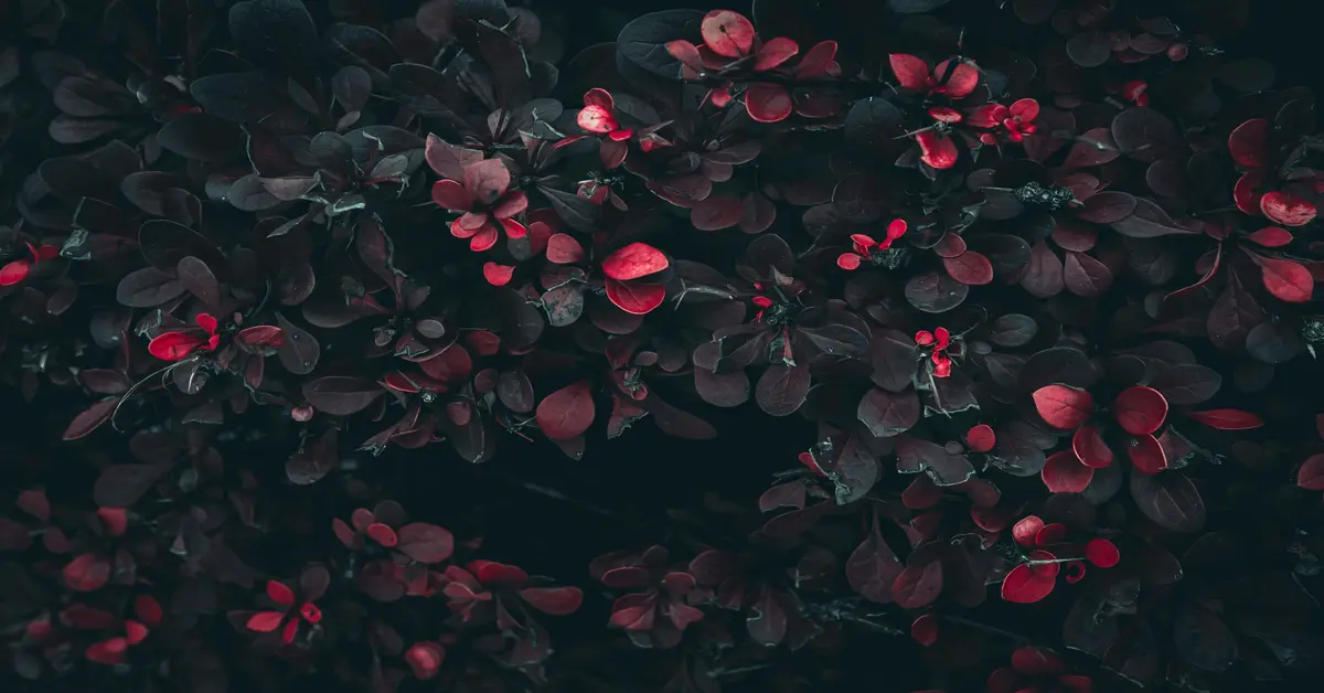 red plants
