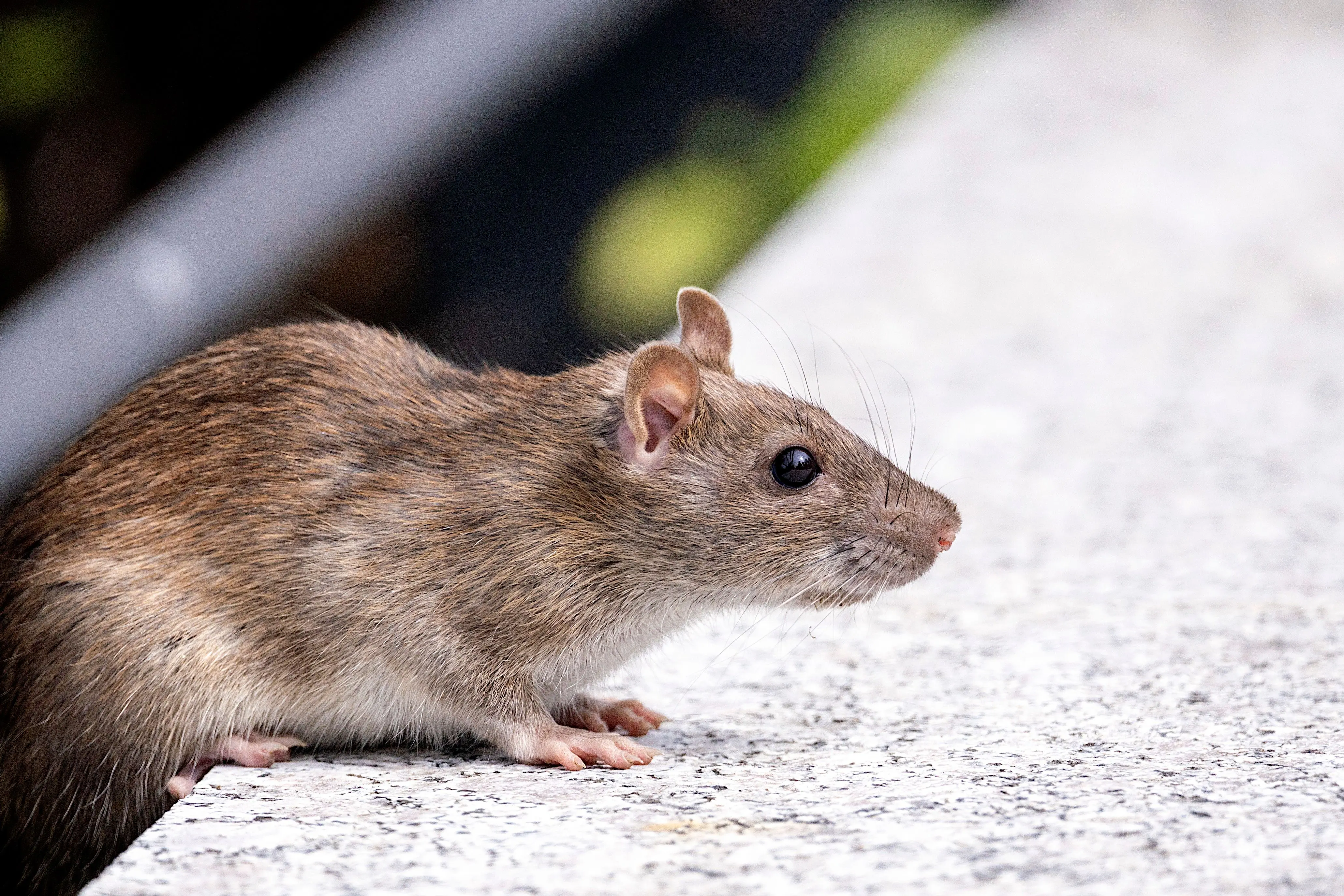 mouse killer A detailed photo of a brown rat (Rattus norvegicus) on a concrete surface outdoors.