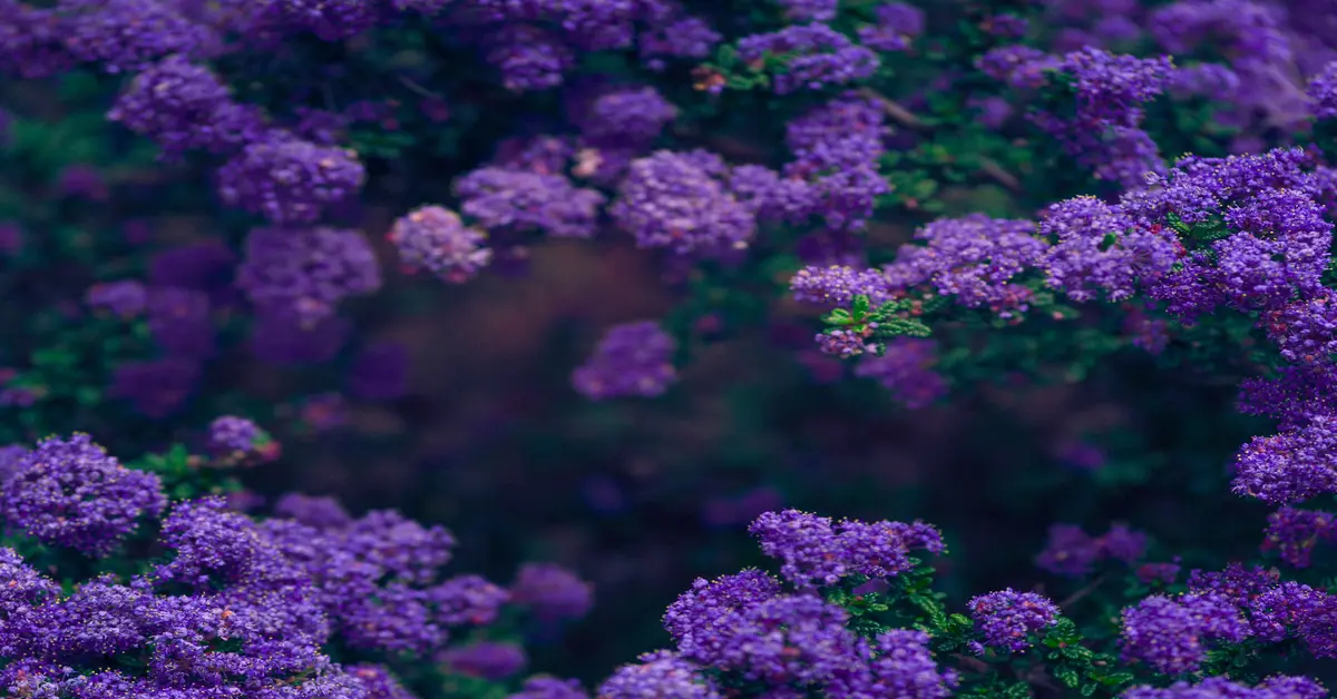 shrub with purple flowers