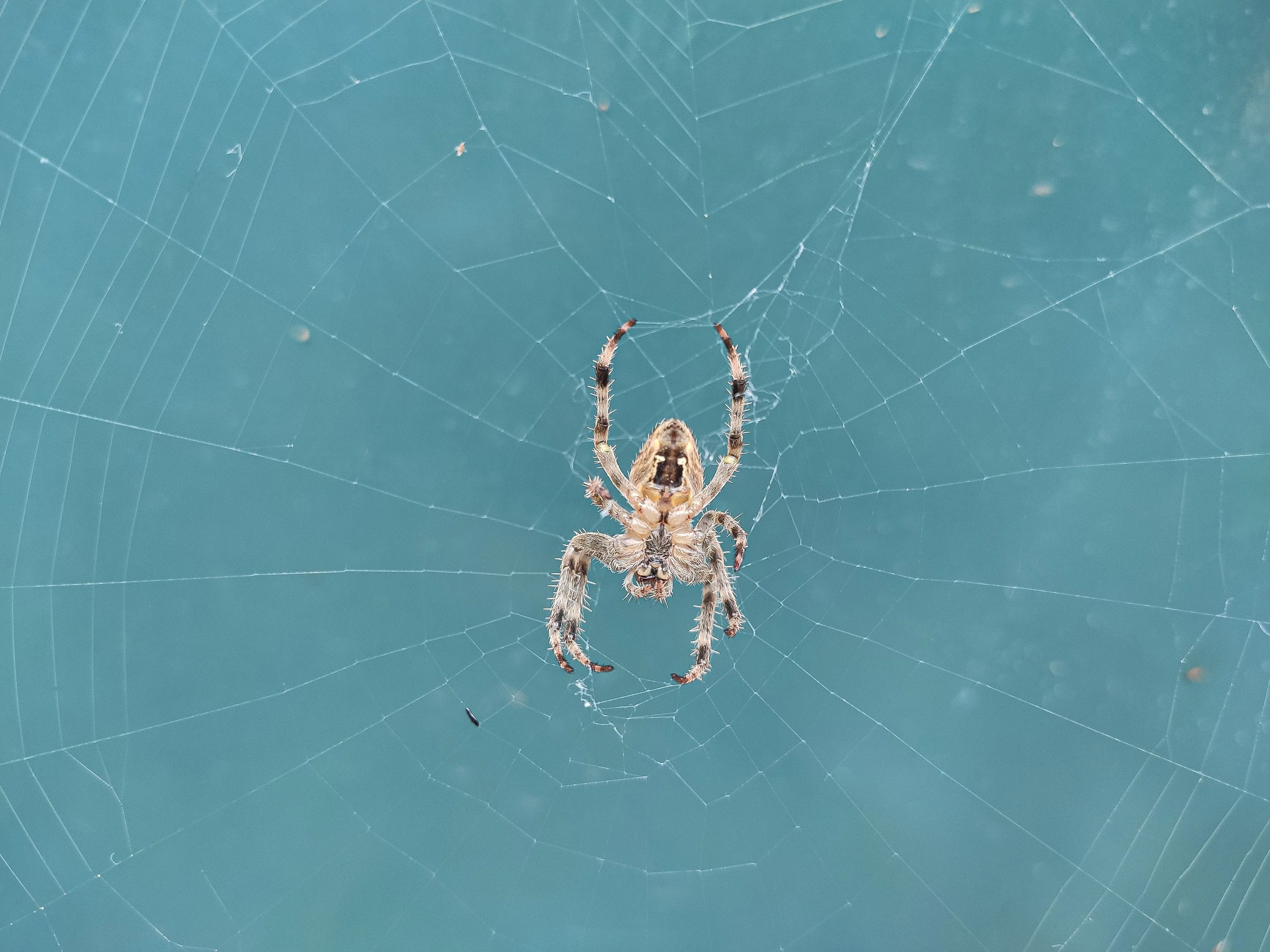 spiders in texas Detailed close-up image of a spider sitting on its web against a blue background.