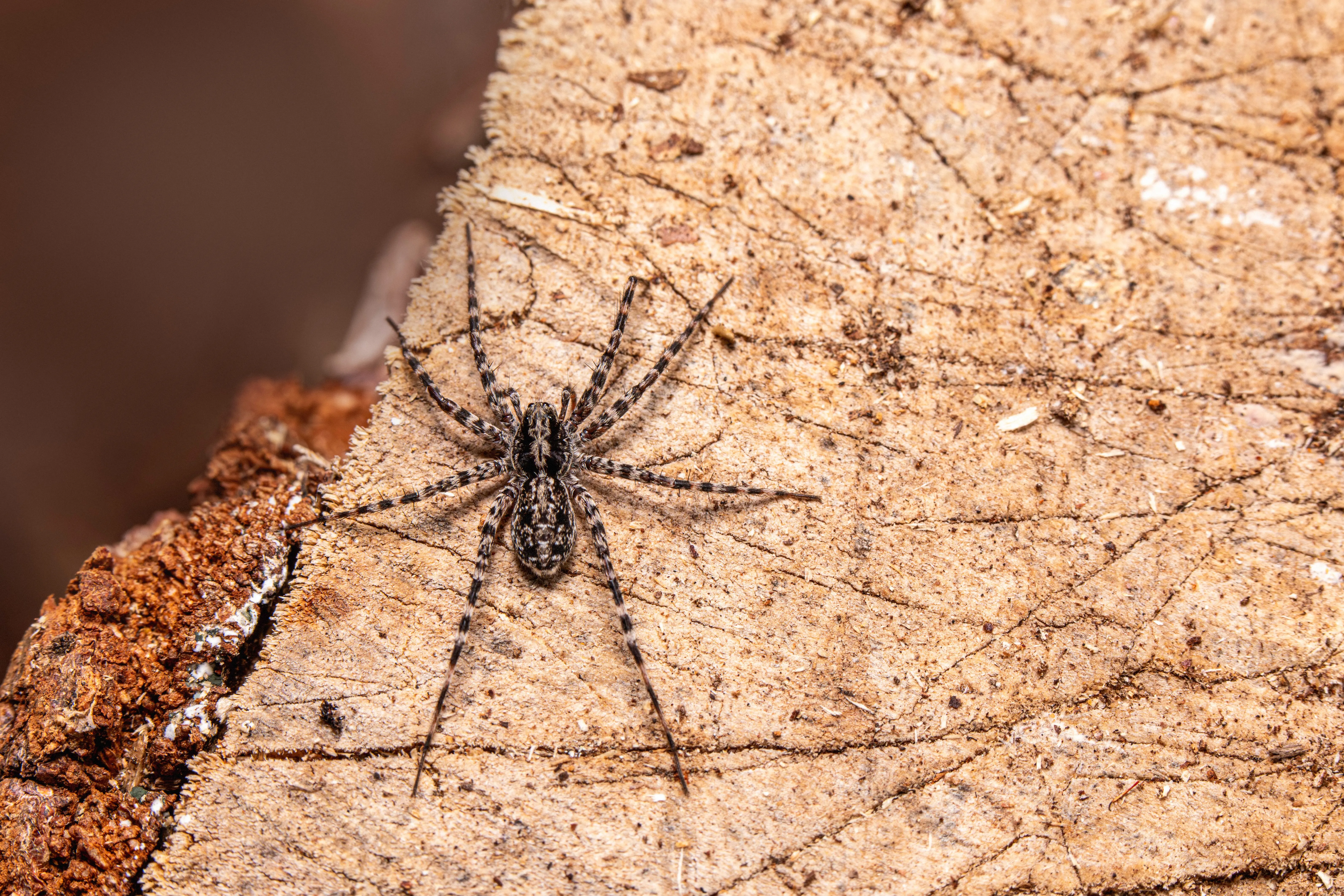 spiders in texas Close-up shot of a wolf spider resting on textured tree bark.
