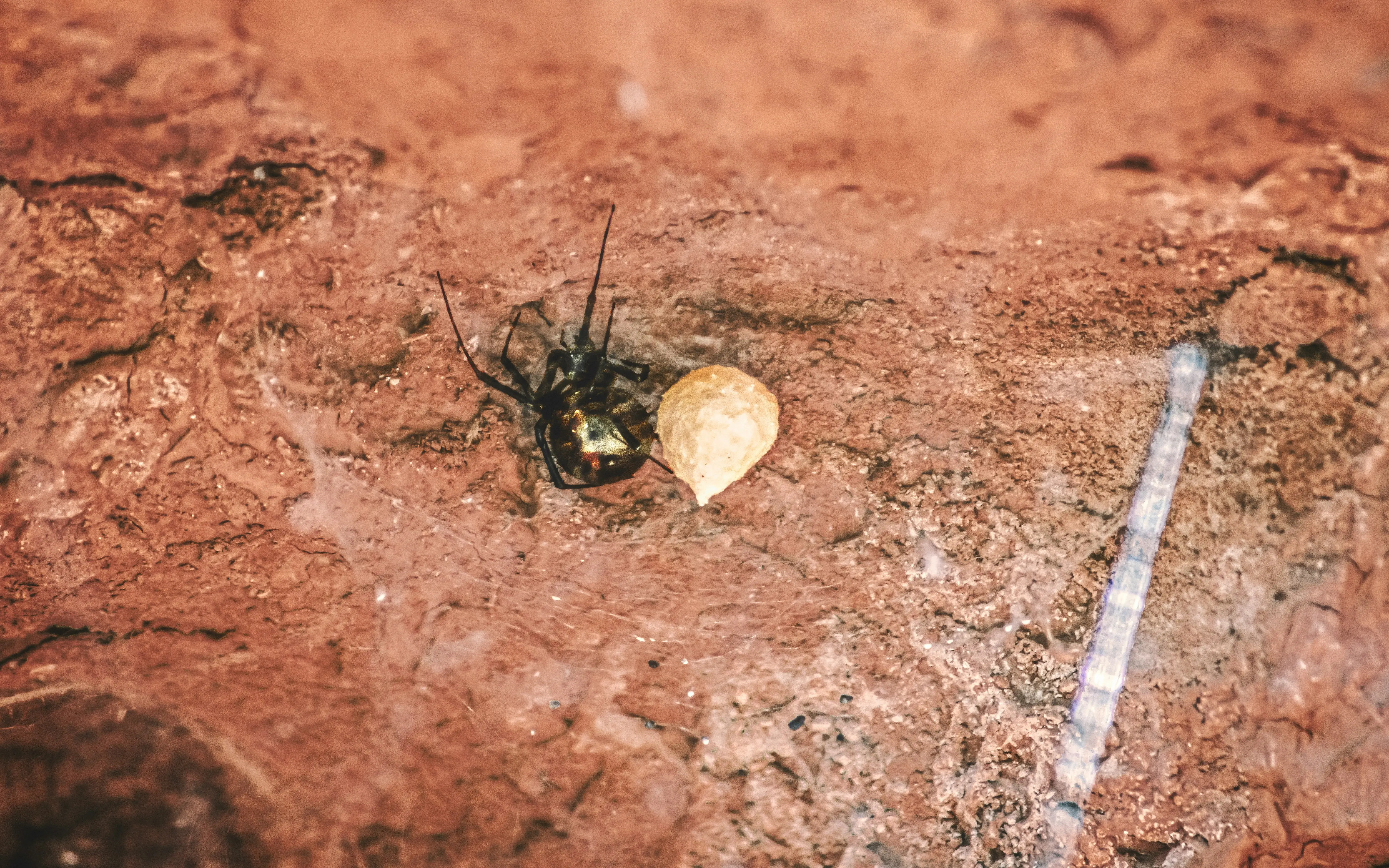 Spiders in Texas : 10 Frightening Facts & Identification