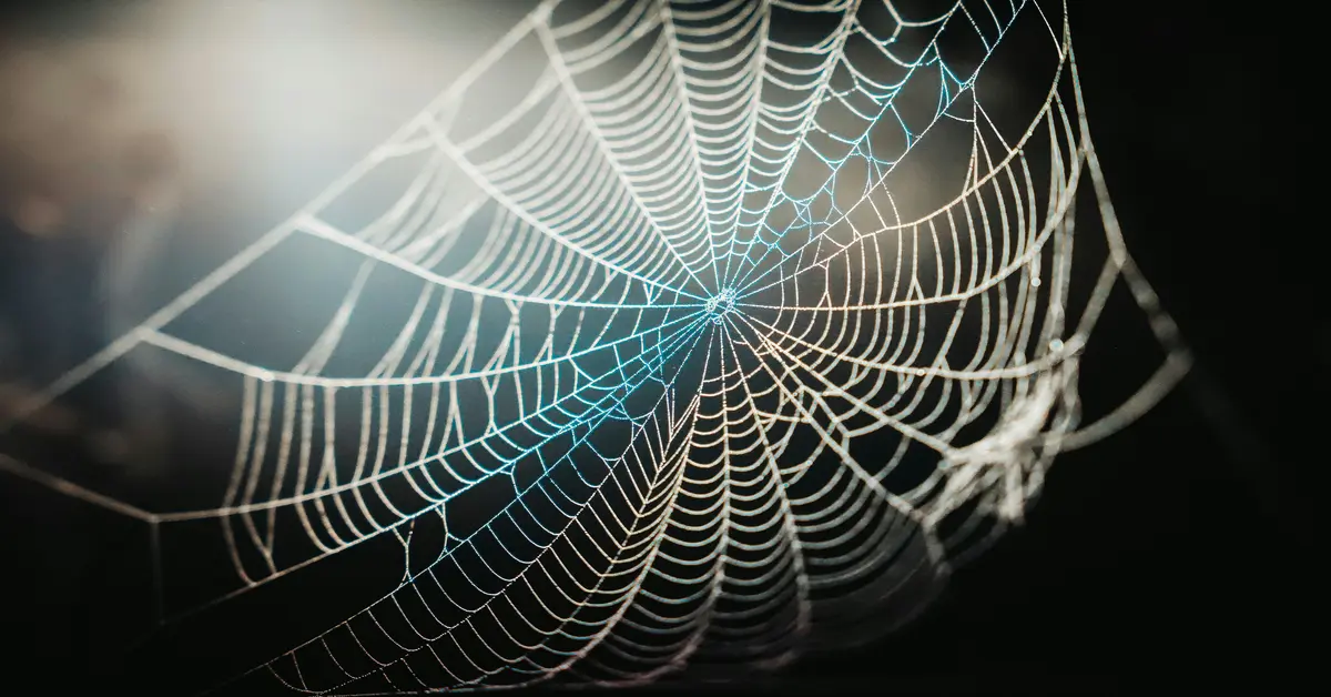 spiders in texas