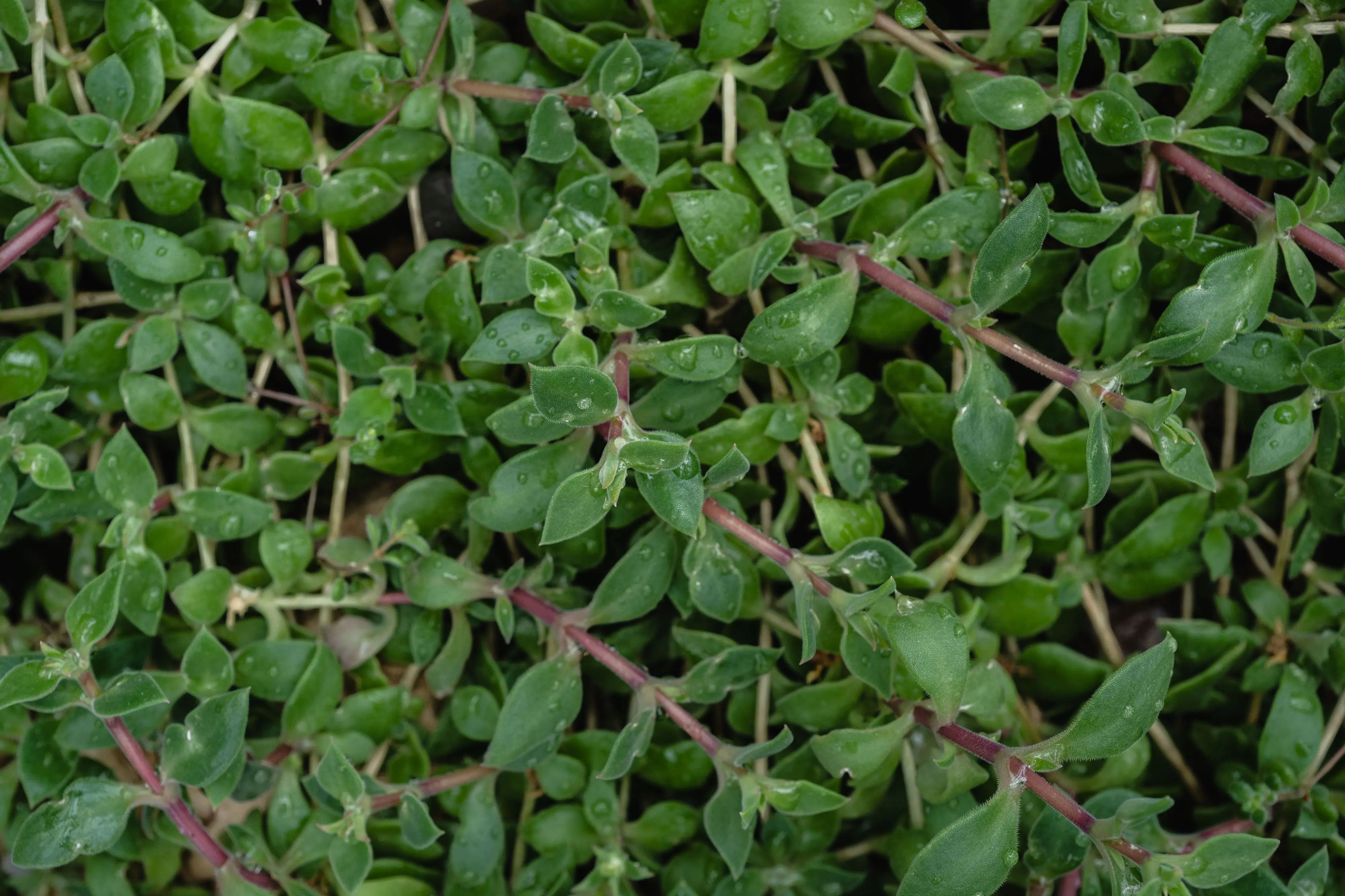 thyme seeds Close-up of vibrant green thyme leaves with dewdrops, showcasing natural freshness.