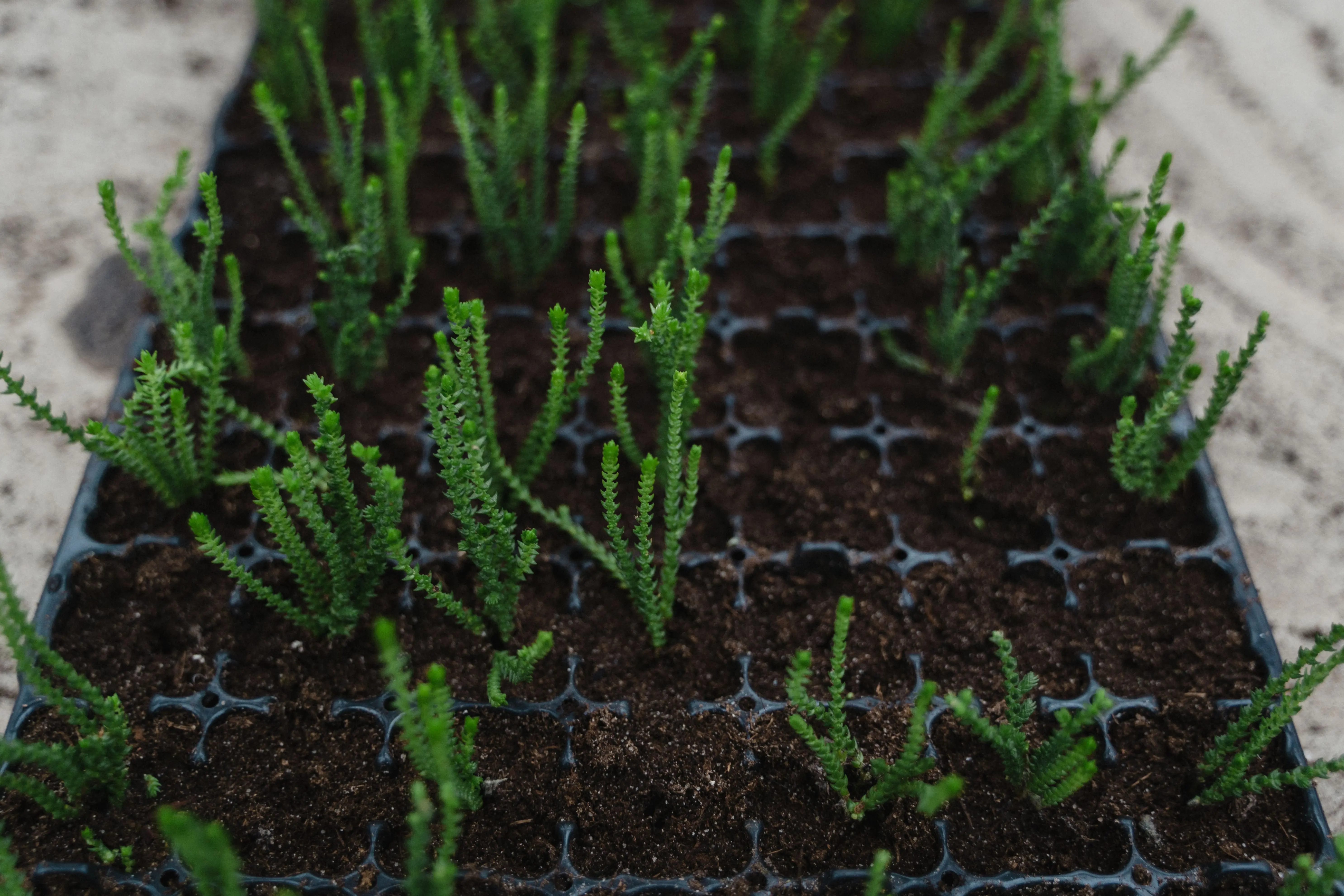thyme seeds Top view of young Crassula seedlings in a tray, showcasing vibrant green growth against the dark soil.