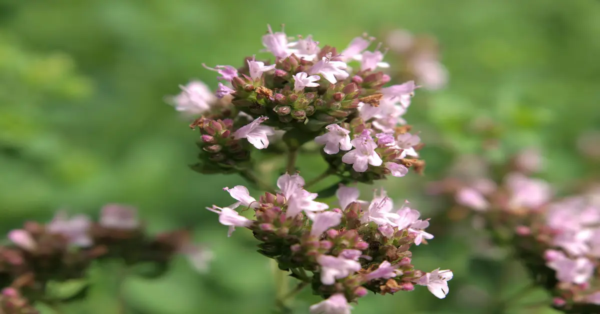 thyme seeds