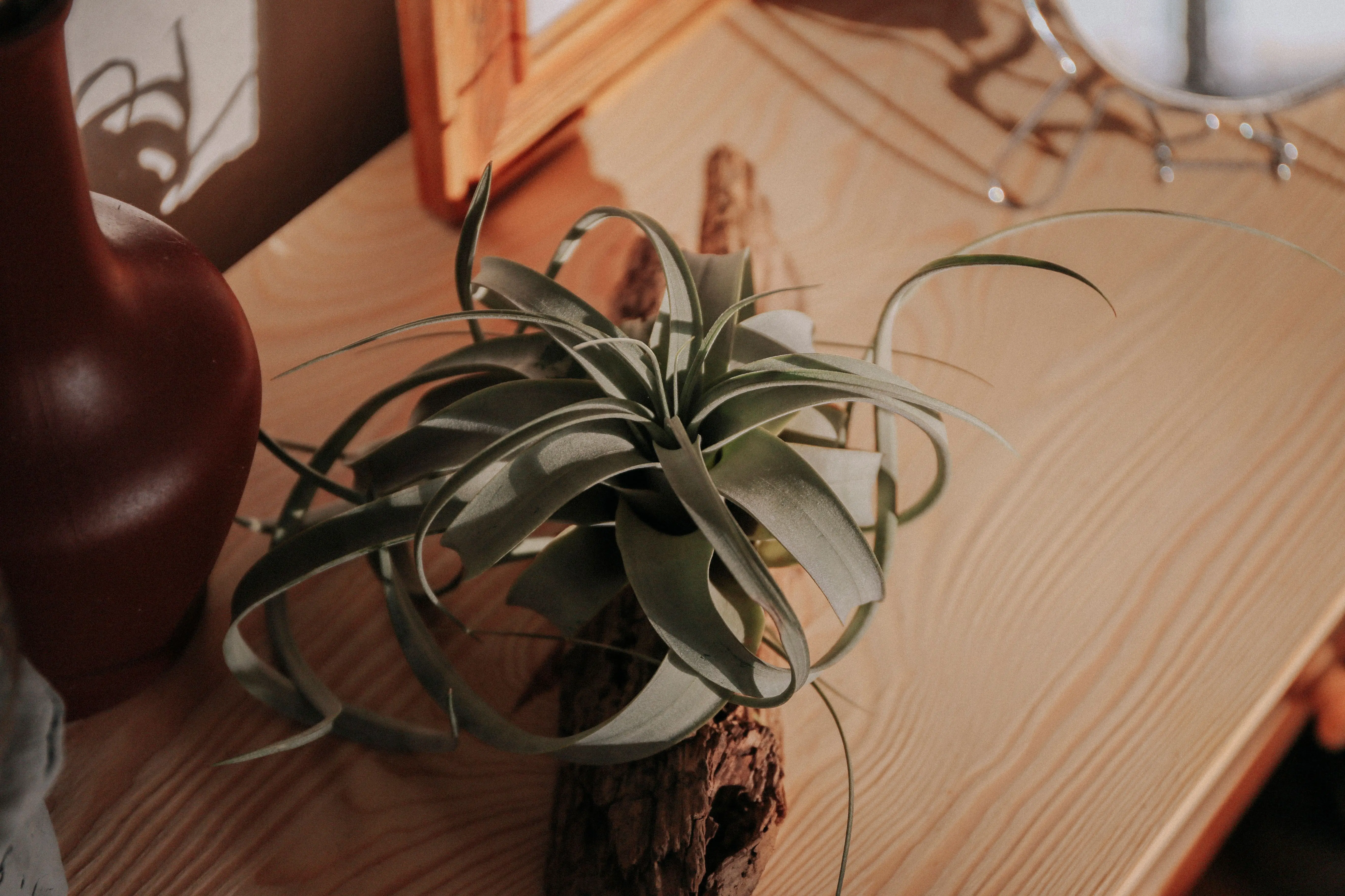 air and plants A close-up of an air plant arrangement on a wooden tabletop in warm indoor lighting.