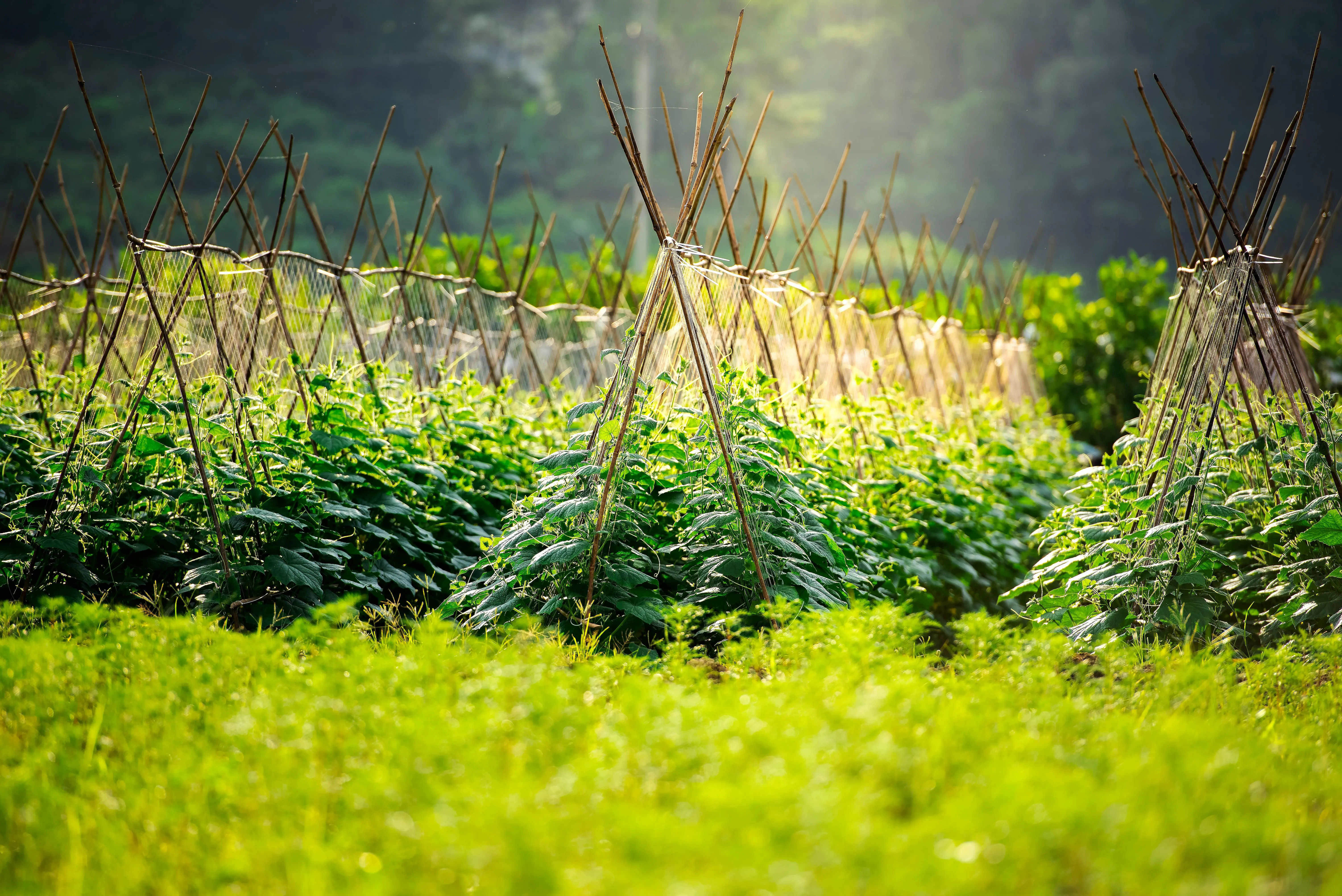 raised bed trellis Vibrant cropland with trellised plants growing in sunny rural landscape.