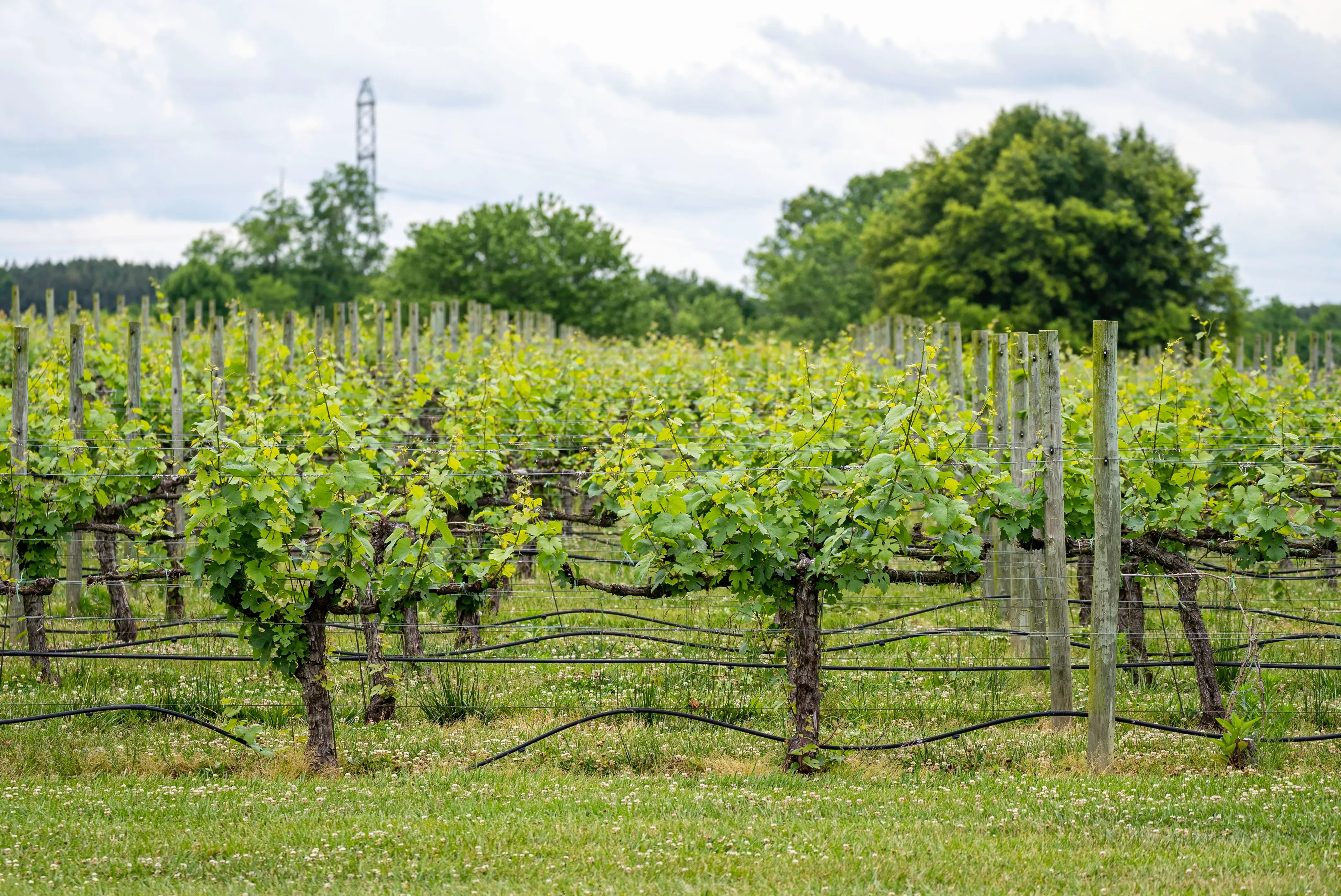 raised bed trellis Lush vineyard in North Carolina, showcasing grapevines and green foliage in summer.
