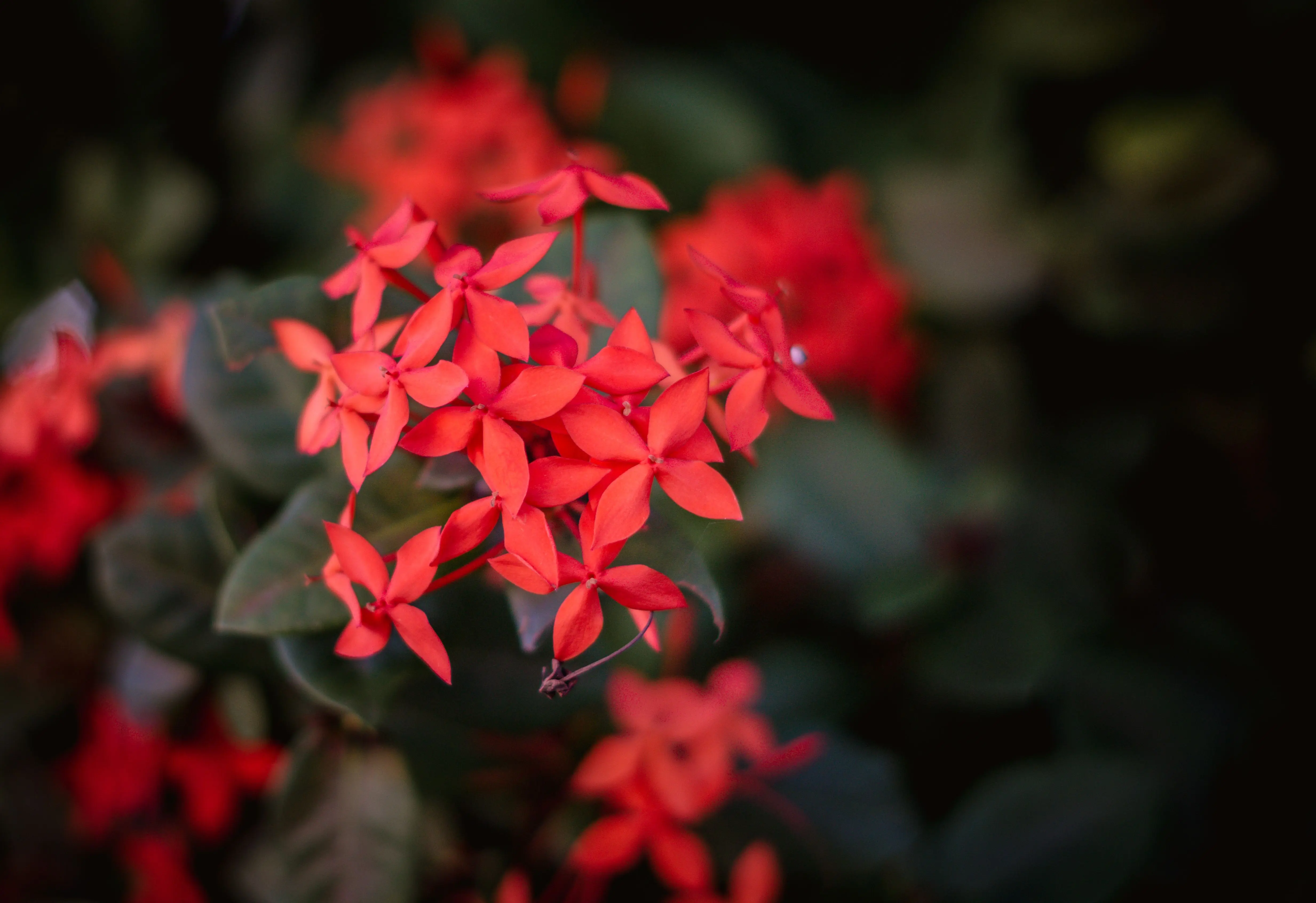 red plants Close-up of vivid red ixora flowers with lush green leaves, perfect for nature lovers.
