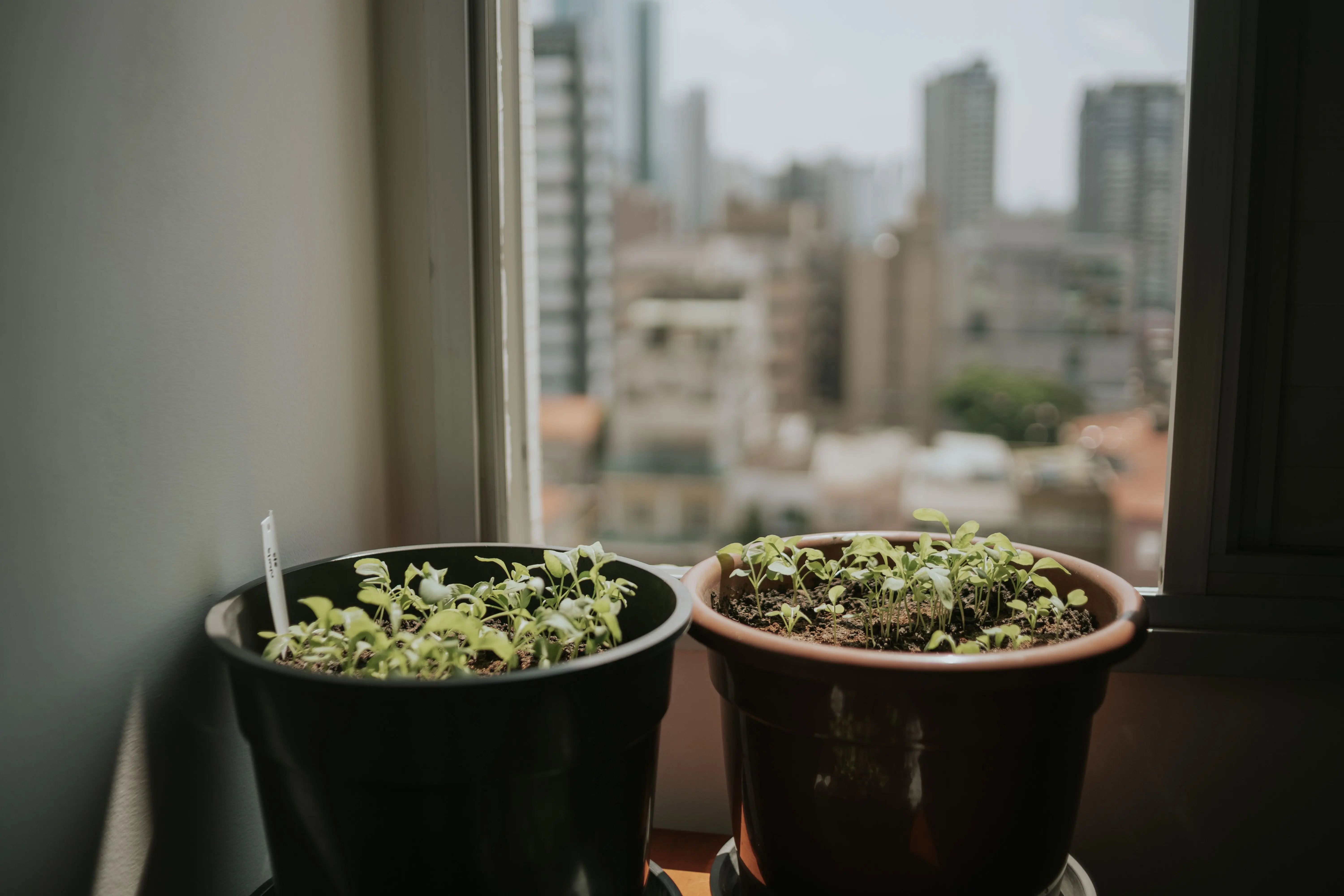 thyme seeds Two potted plants on a windowsill with a blurred cityscape in the background, capturing urban gardening.