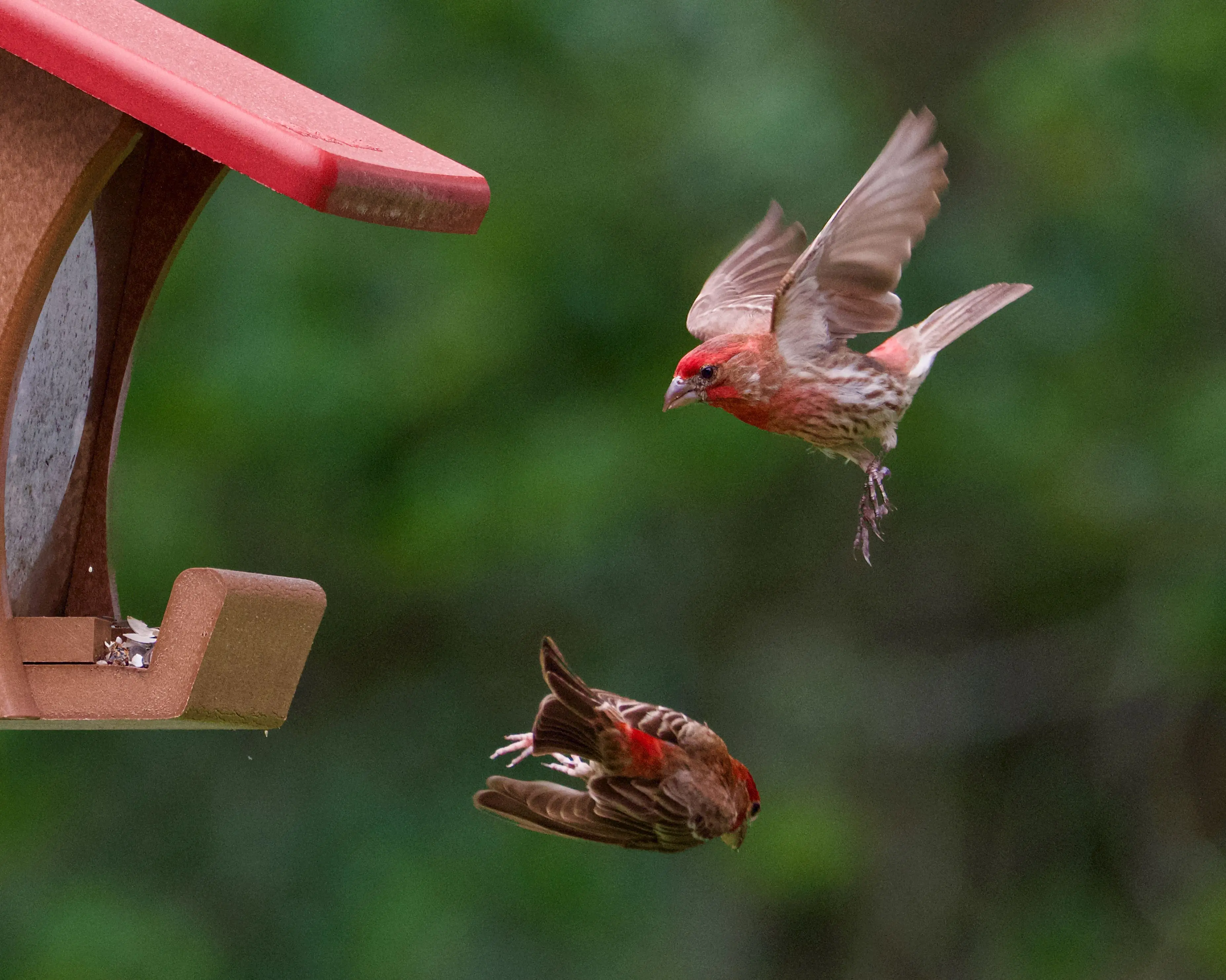 platform bird feeder Two finches in flight near a birdhouse. Captured in Athens, Alabama.