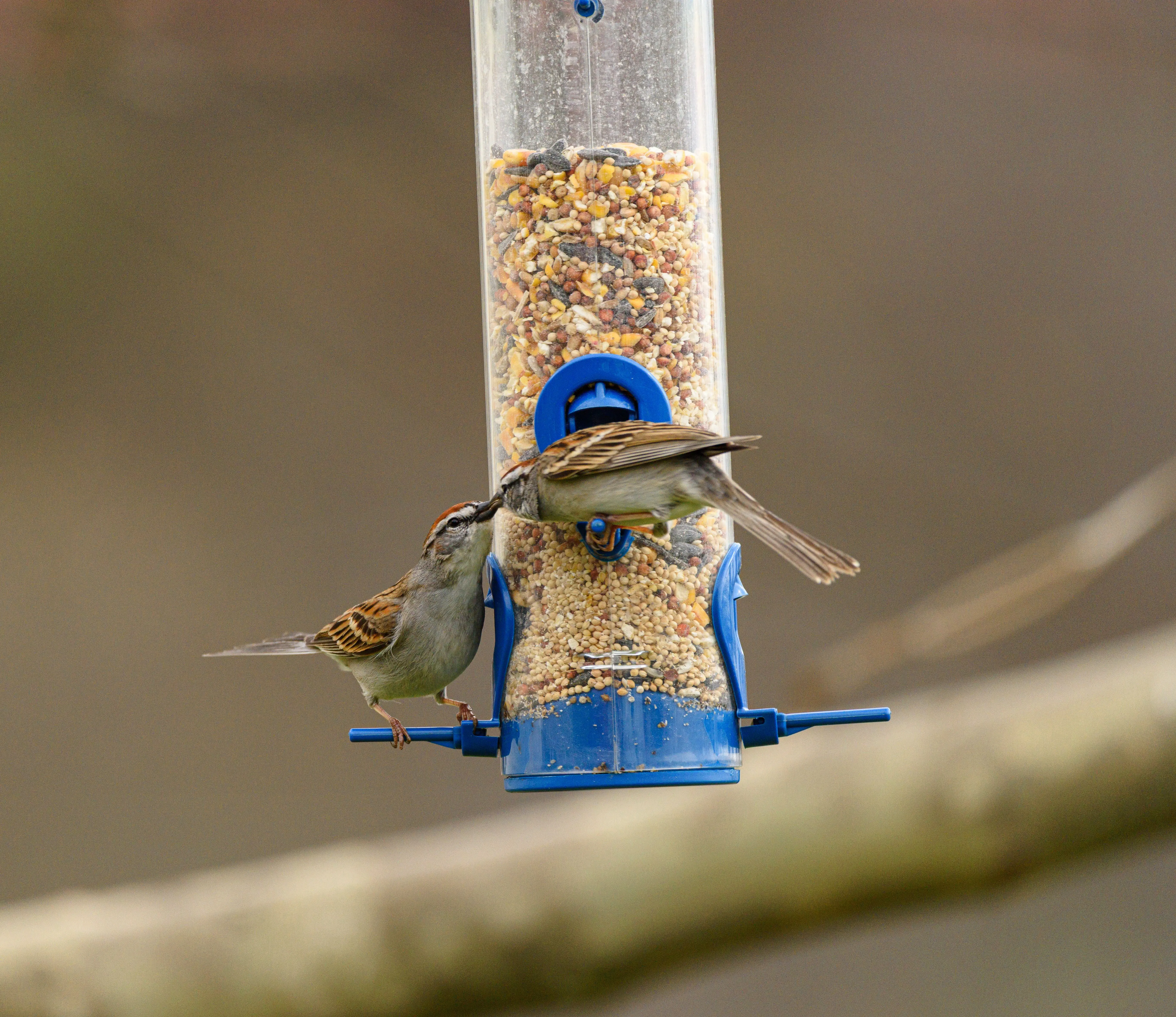 platform bird feeder Two sparrows perched on a bird feeder filled with mixed seeds outdoors.