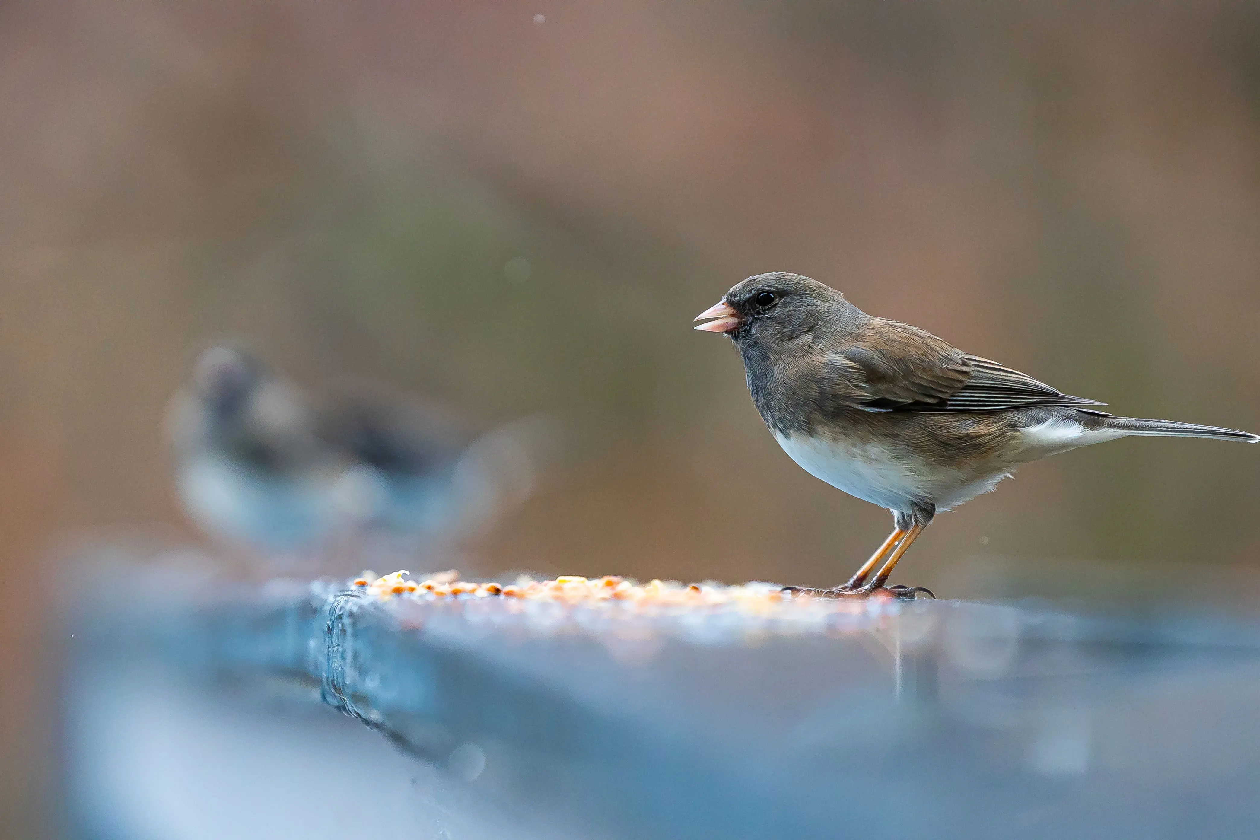 platform bird feeder A dark-eyed junco bird perched outdoors, showcasing its natural habitat.