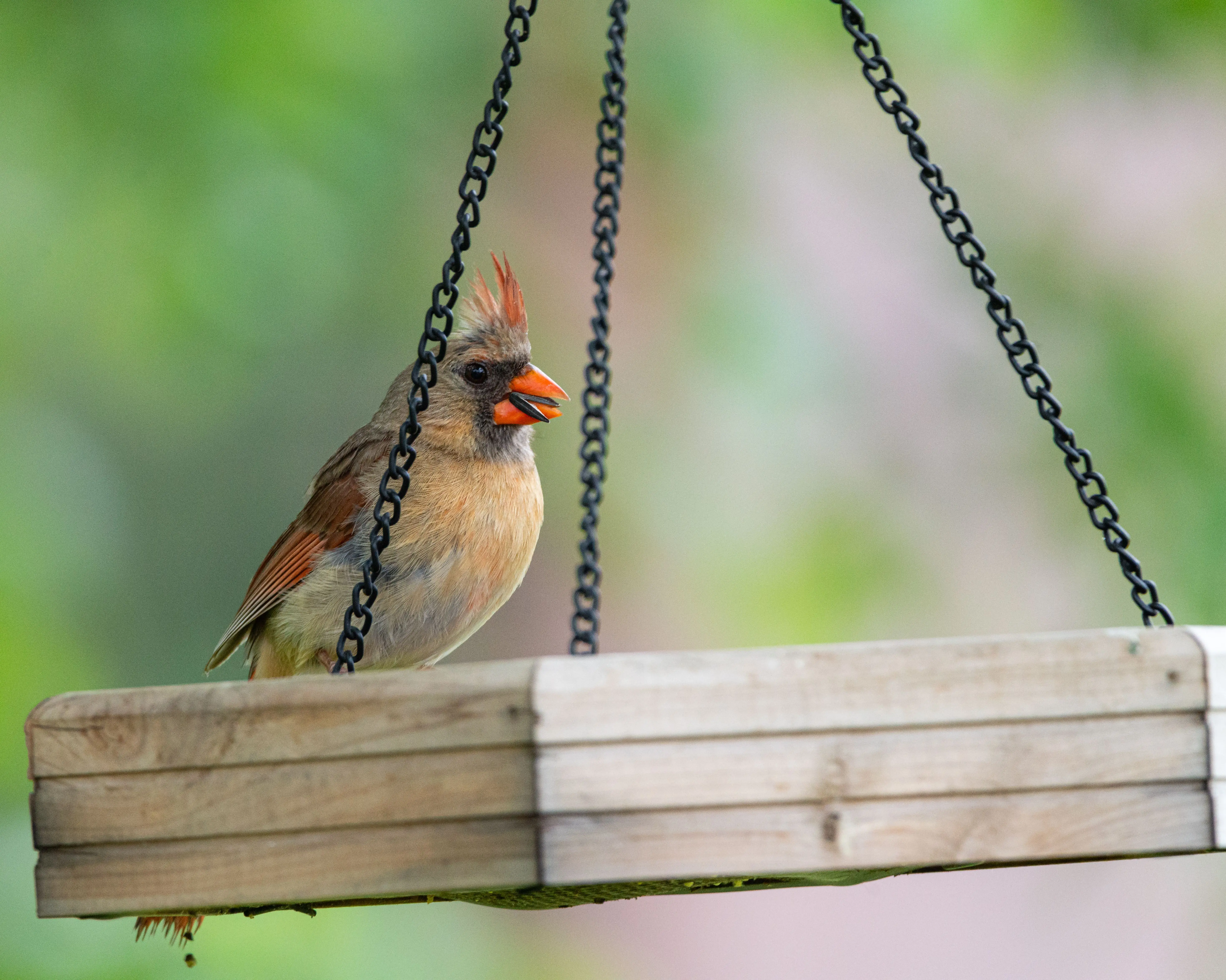 platform bird feeder A colorful cardinal perched on a wooden platform feeder outdoors in Pennsylvania.