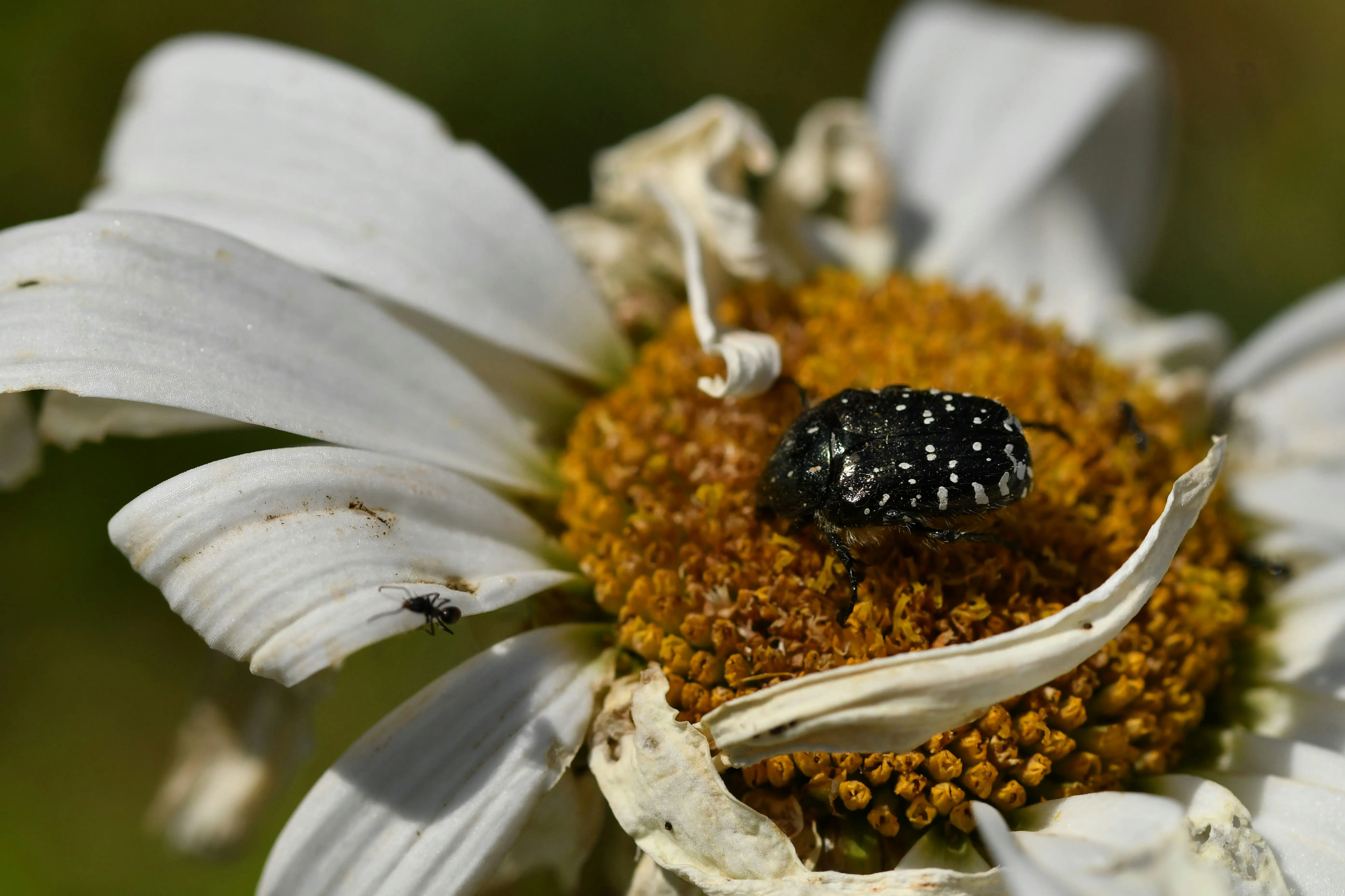 Small Black Beetle : 3 Tips for a Pest-Free Home !