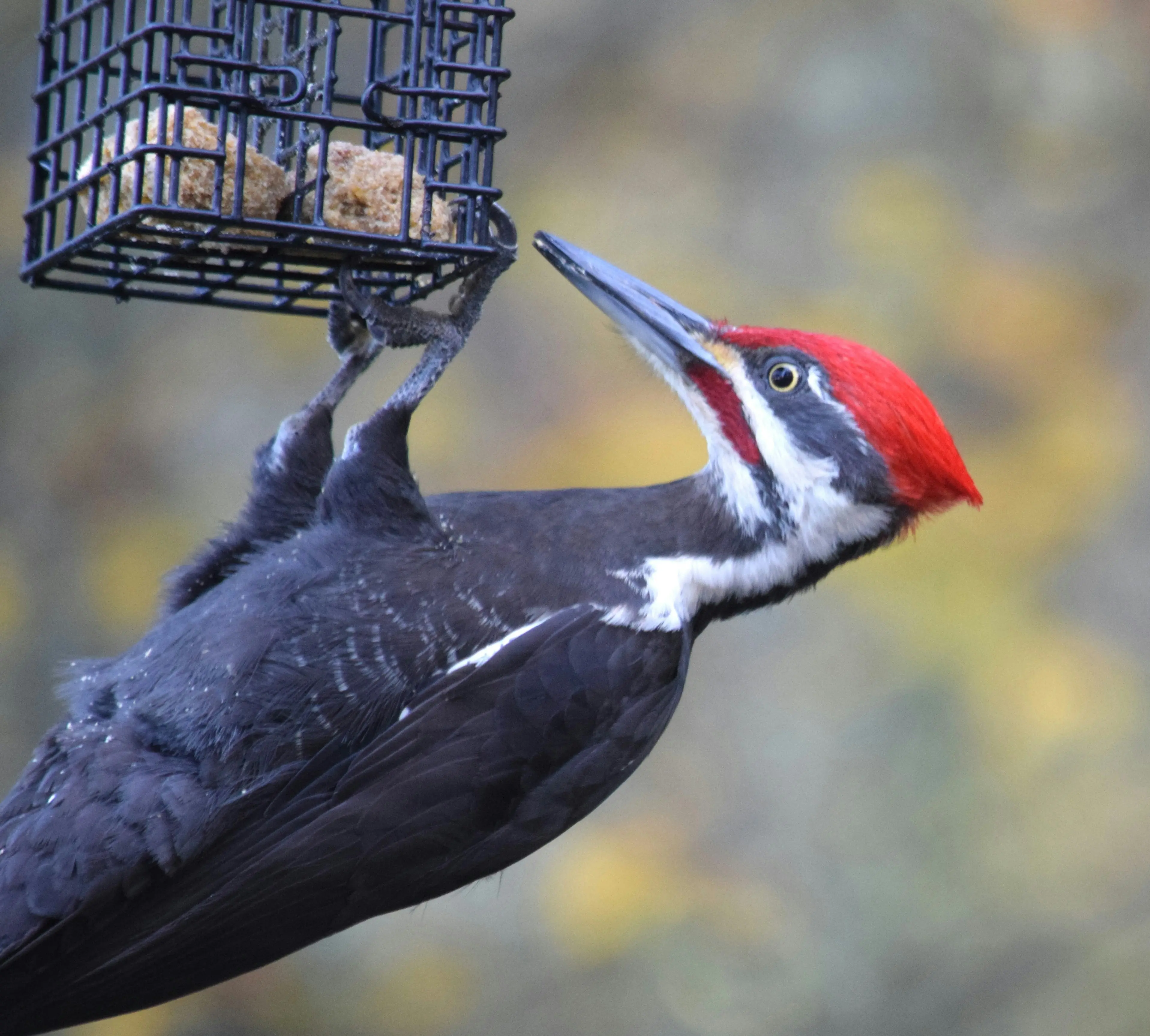 Suet Cakes For Birds : Top 5 Winter Treats !