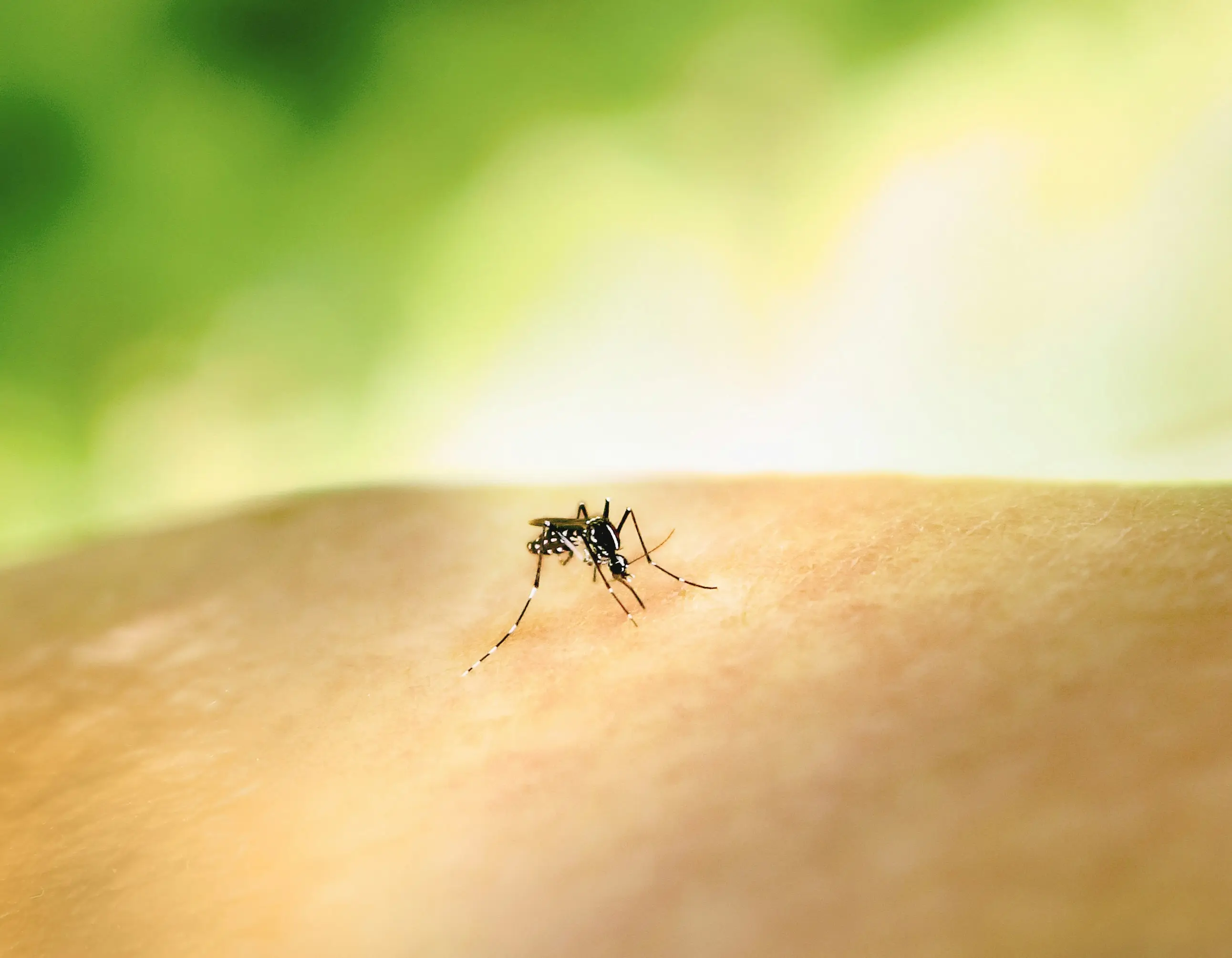 Spider Bite vs Mosquito : 5 Key Differences Revealed !