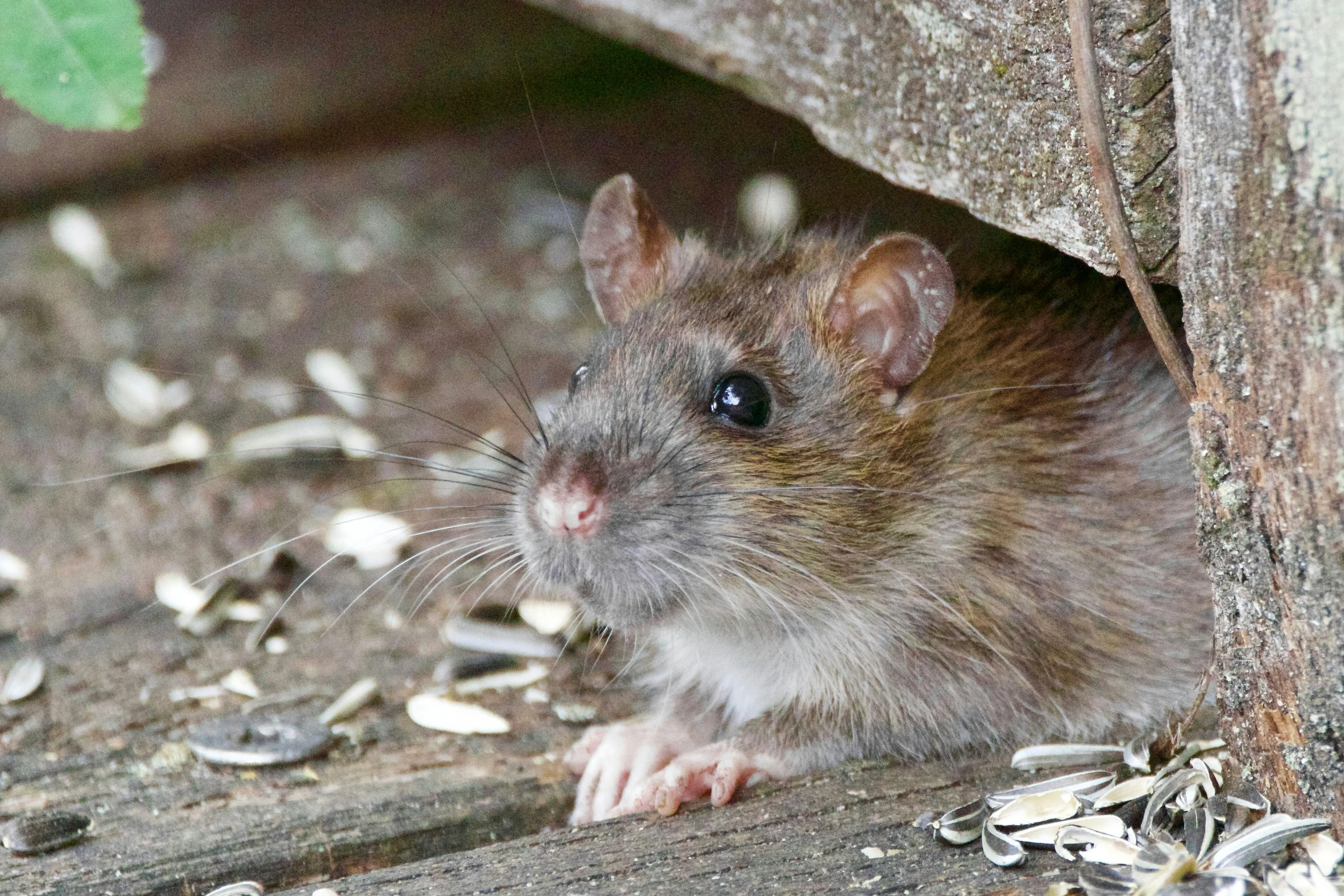 Rat vs Mouse Poop : 5 Critical ID Tips