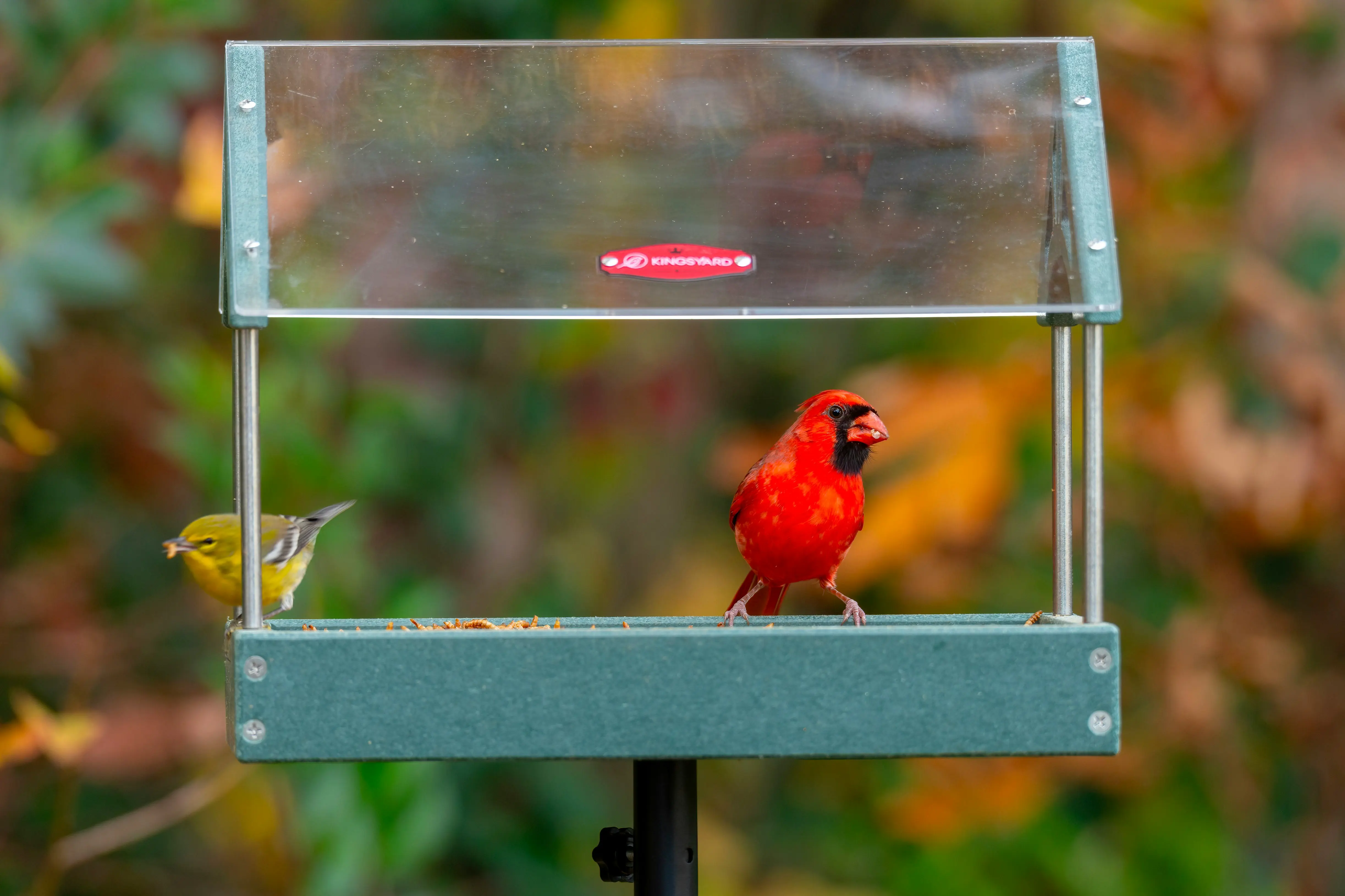 Platform Bird Feeder : 5 Amazing Benefits for Your Yard