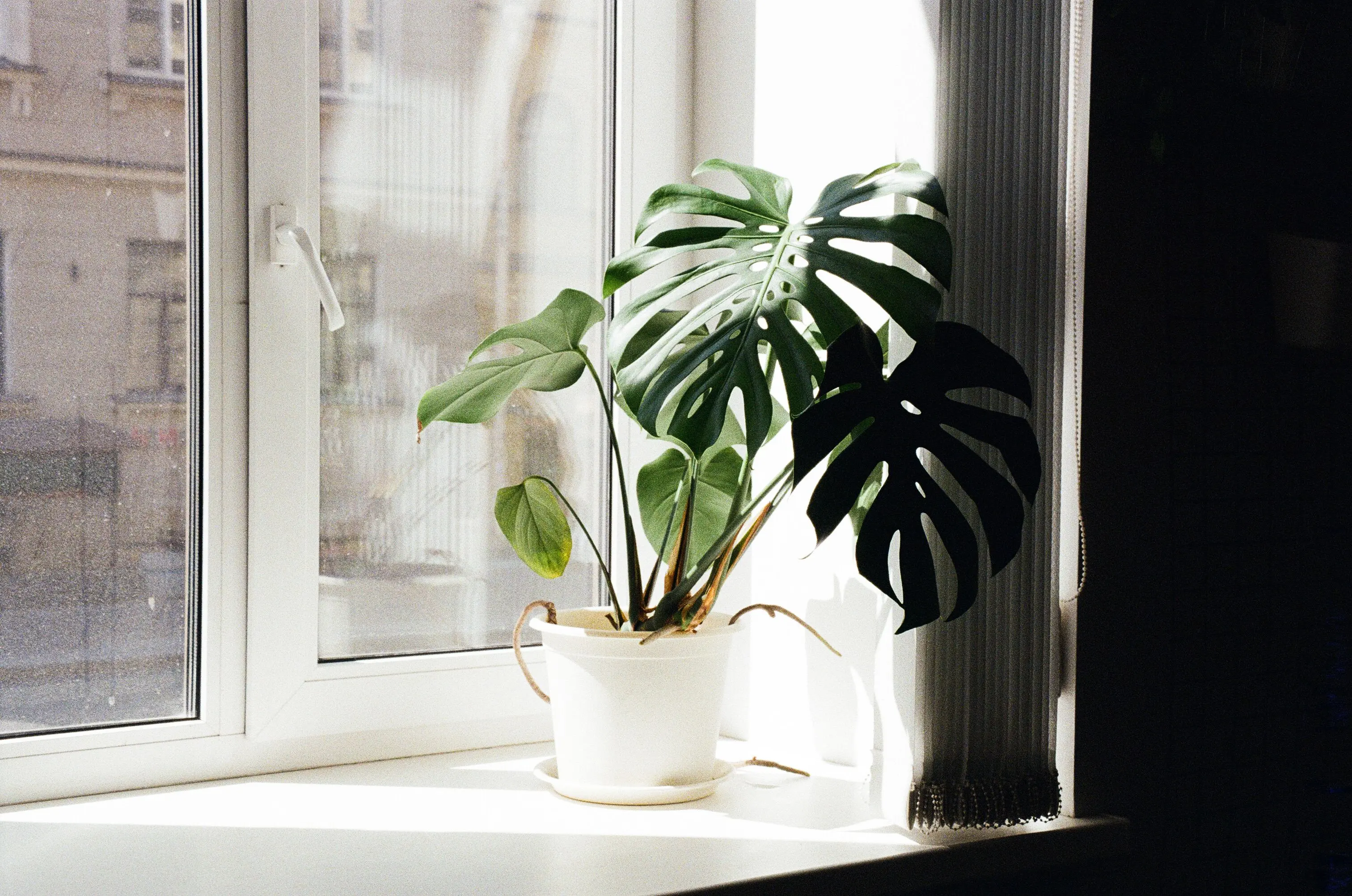 tillandsia air plants Sunlight casting shadows on a monstera plant on a windowsill in an apartment.