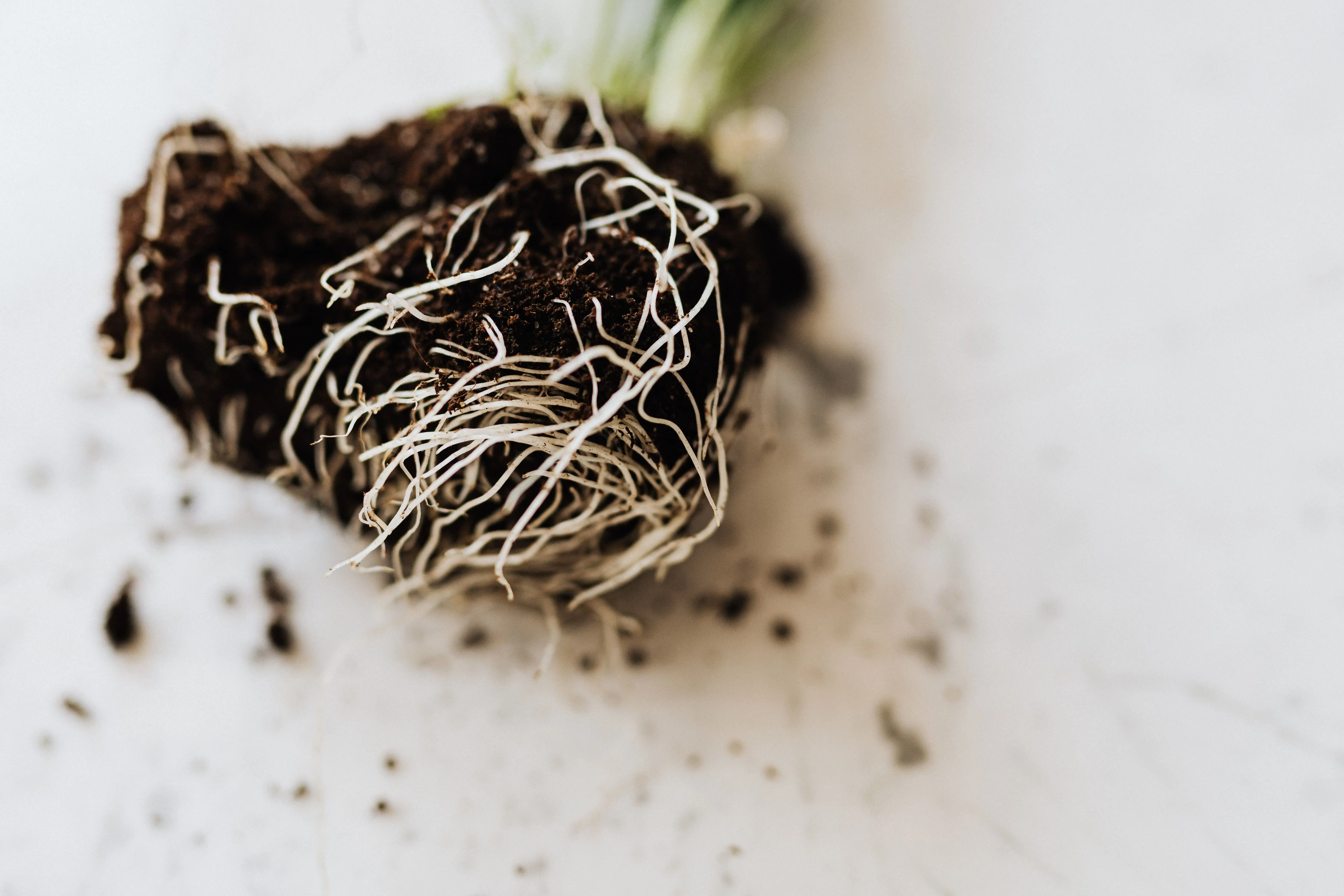 tillandsia air plants From above dirty roots with fertile soil of delicate small green plant prepared for gardening placed on marble table