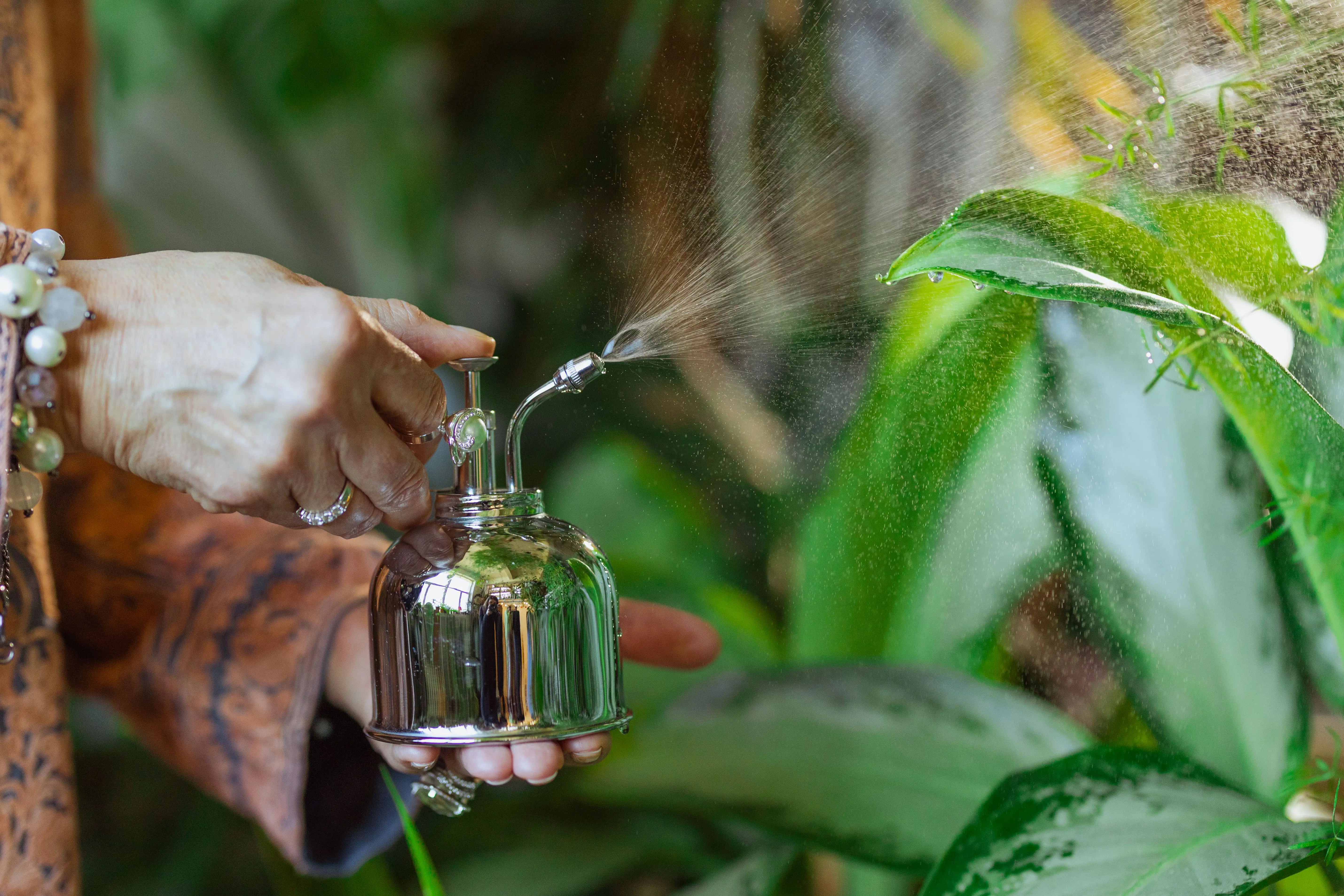 tillandsia air plants A hand holding a sprayer, gently watering green indoor plants with a mist in a close-up shot.