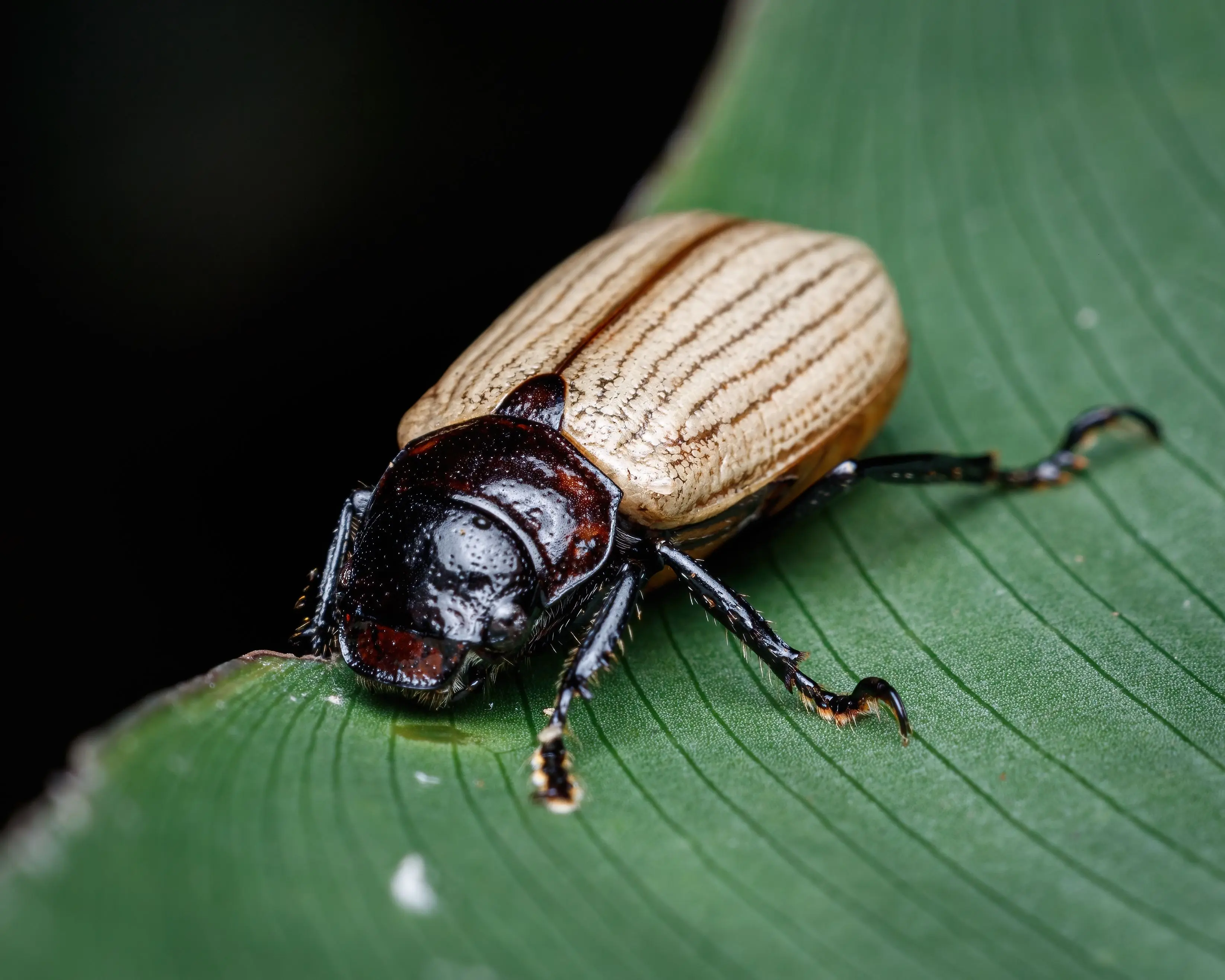 small black beetle Detailed macro shot of a striped beetle on a green leaf, highlighting its textured shell and natural habitat.