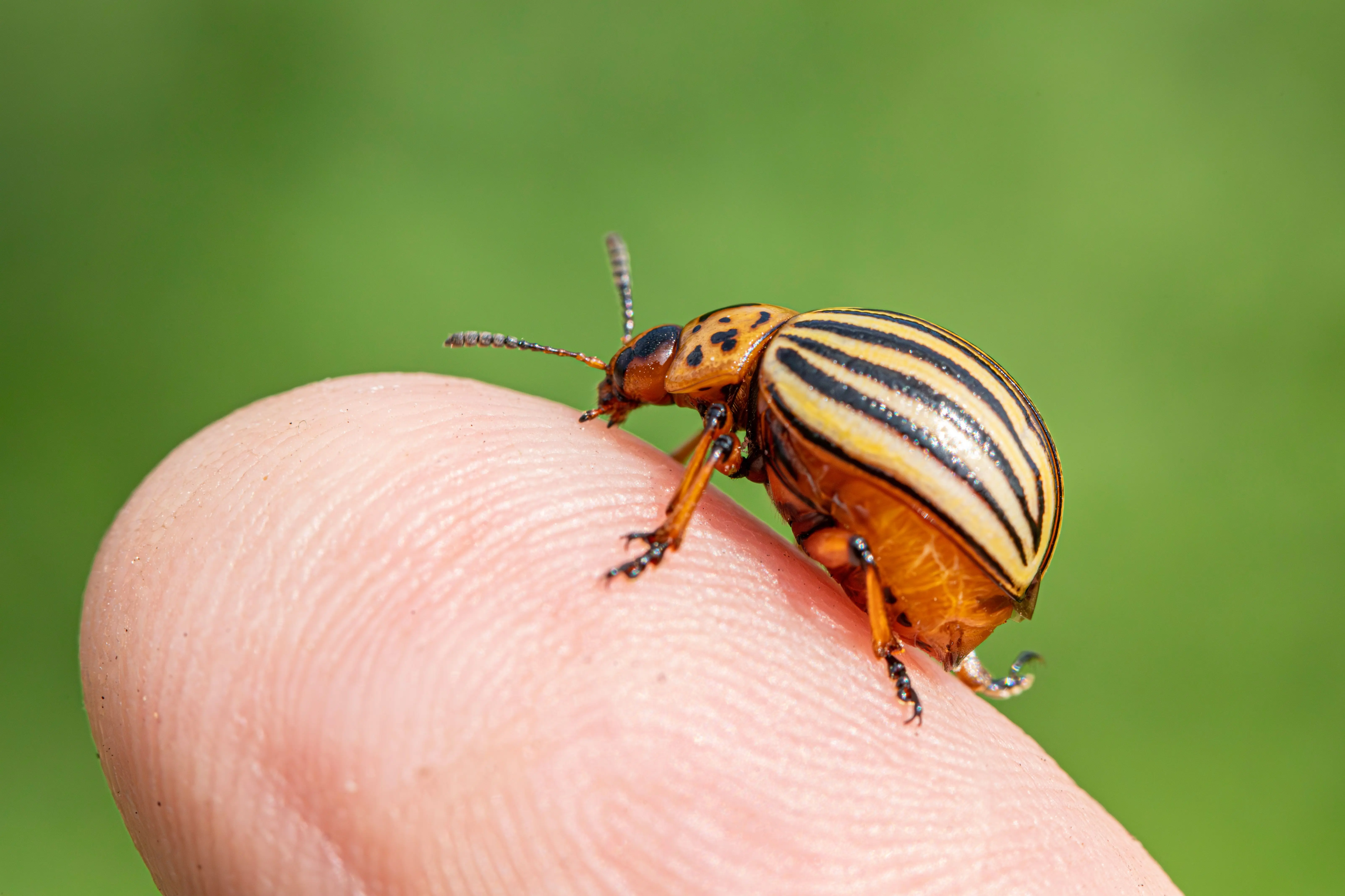 small black beetle Detailed macro image of a Colorado potato beetle on a human finger, highlighting its vibrant markings.