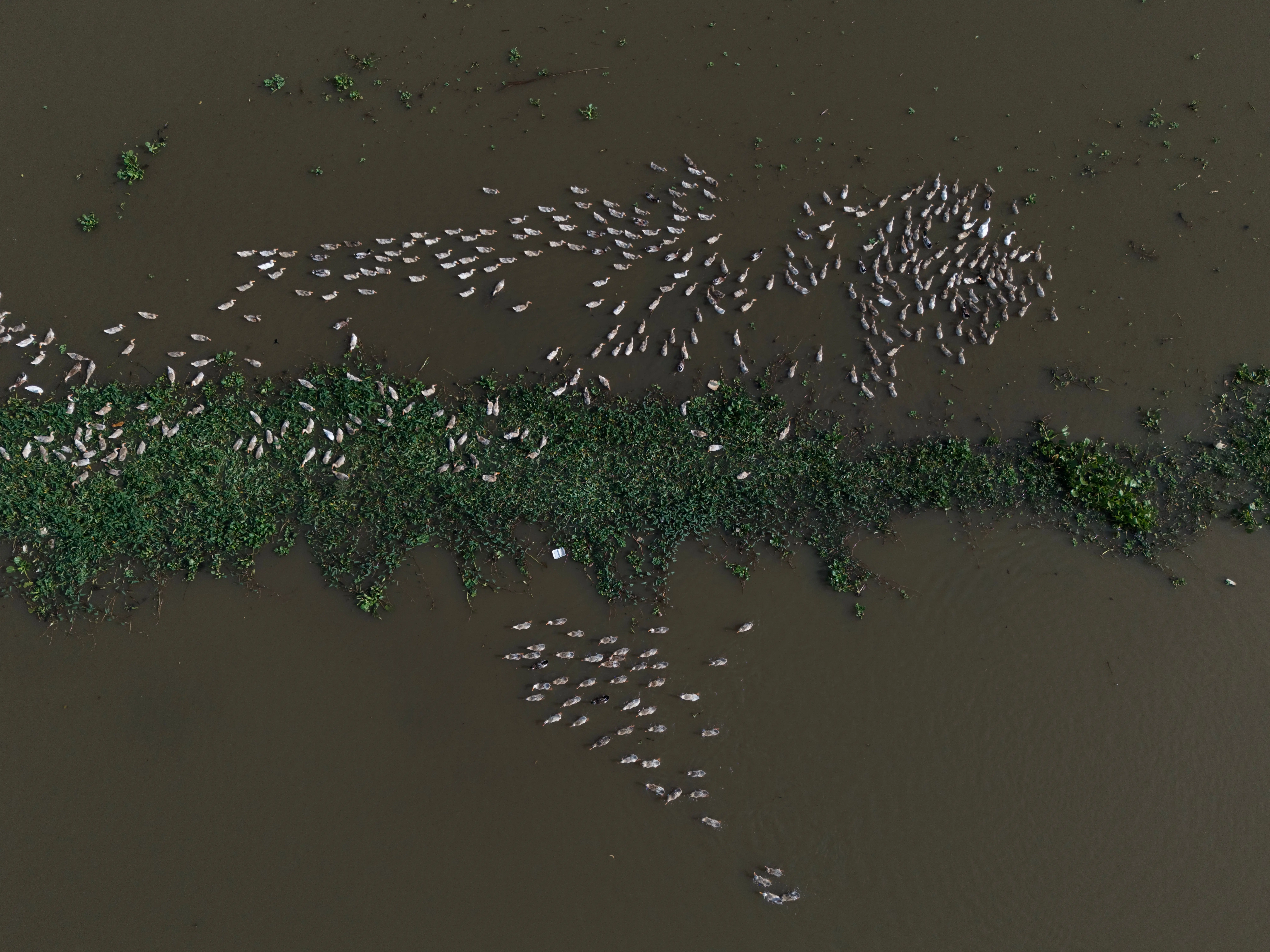 suet cakes for birds Aerial view of birds nesting on a marshy wetland area with lush vegetation.