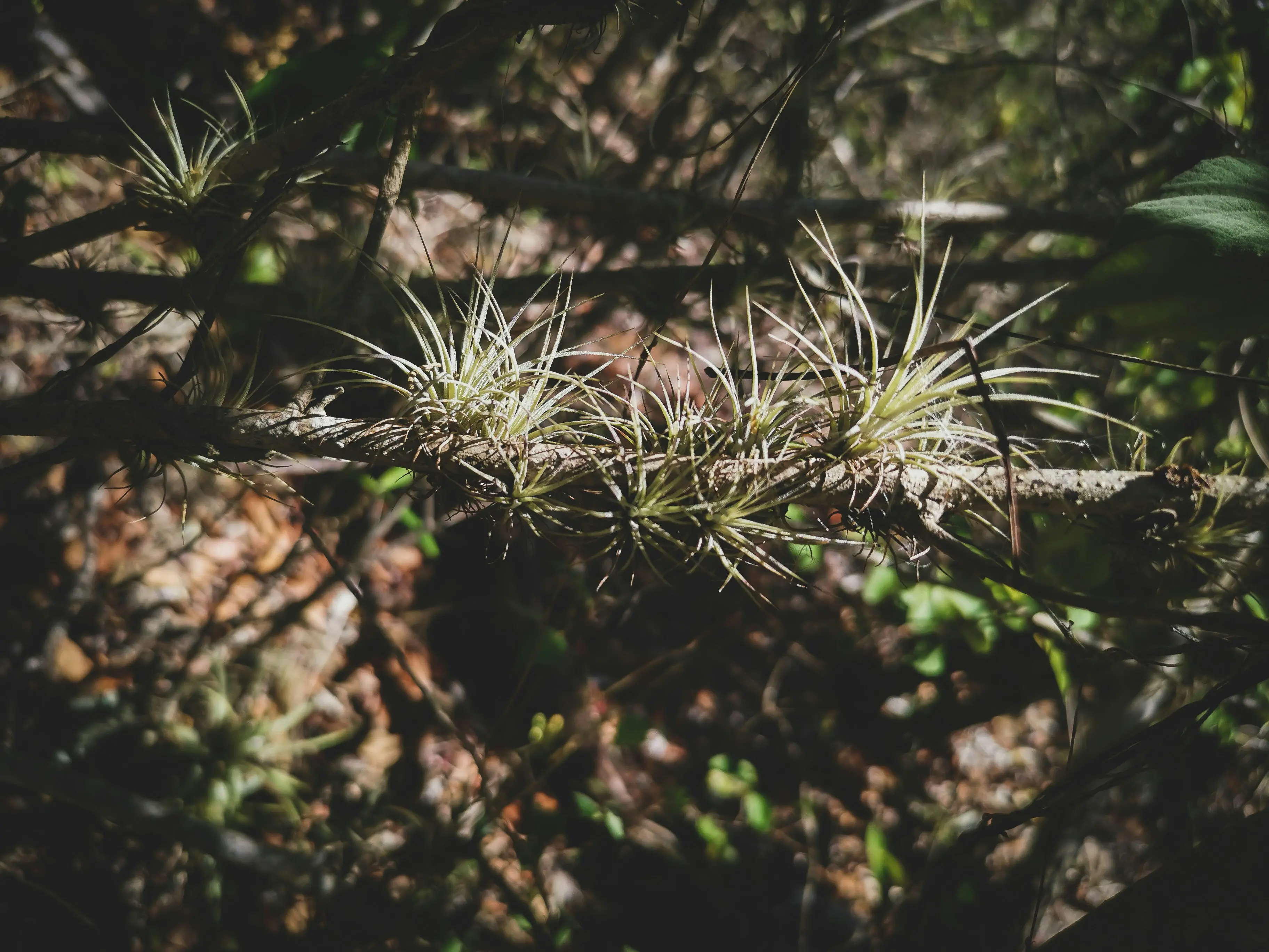 Tillandsia Air Plants : 7 Amazing Care Tips