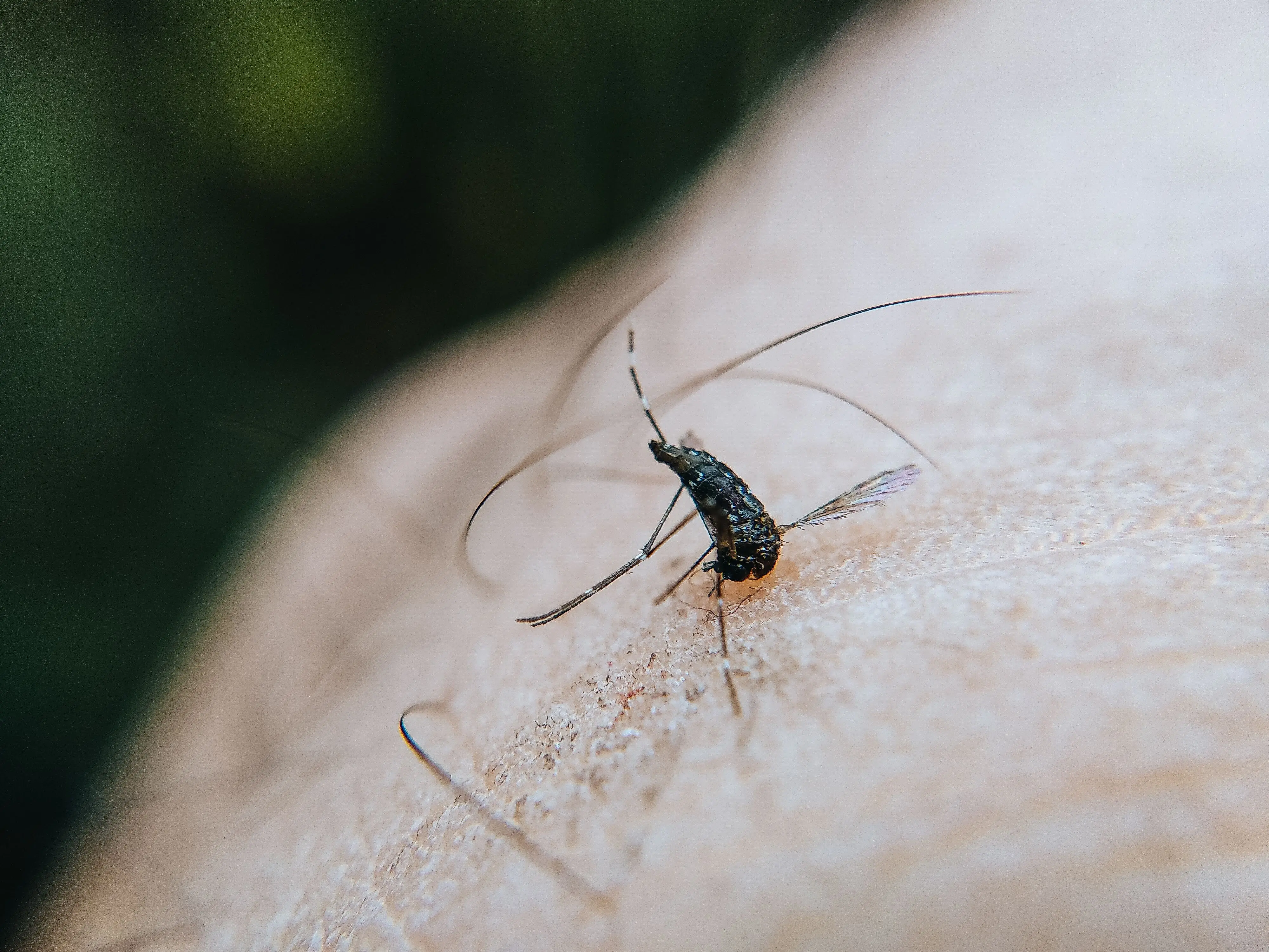 spider bite vs mosquito Close-up view of a mosquito biting human skin, showcasing detail in a natural setting.