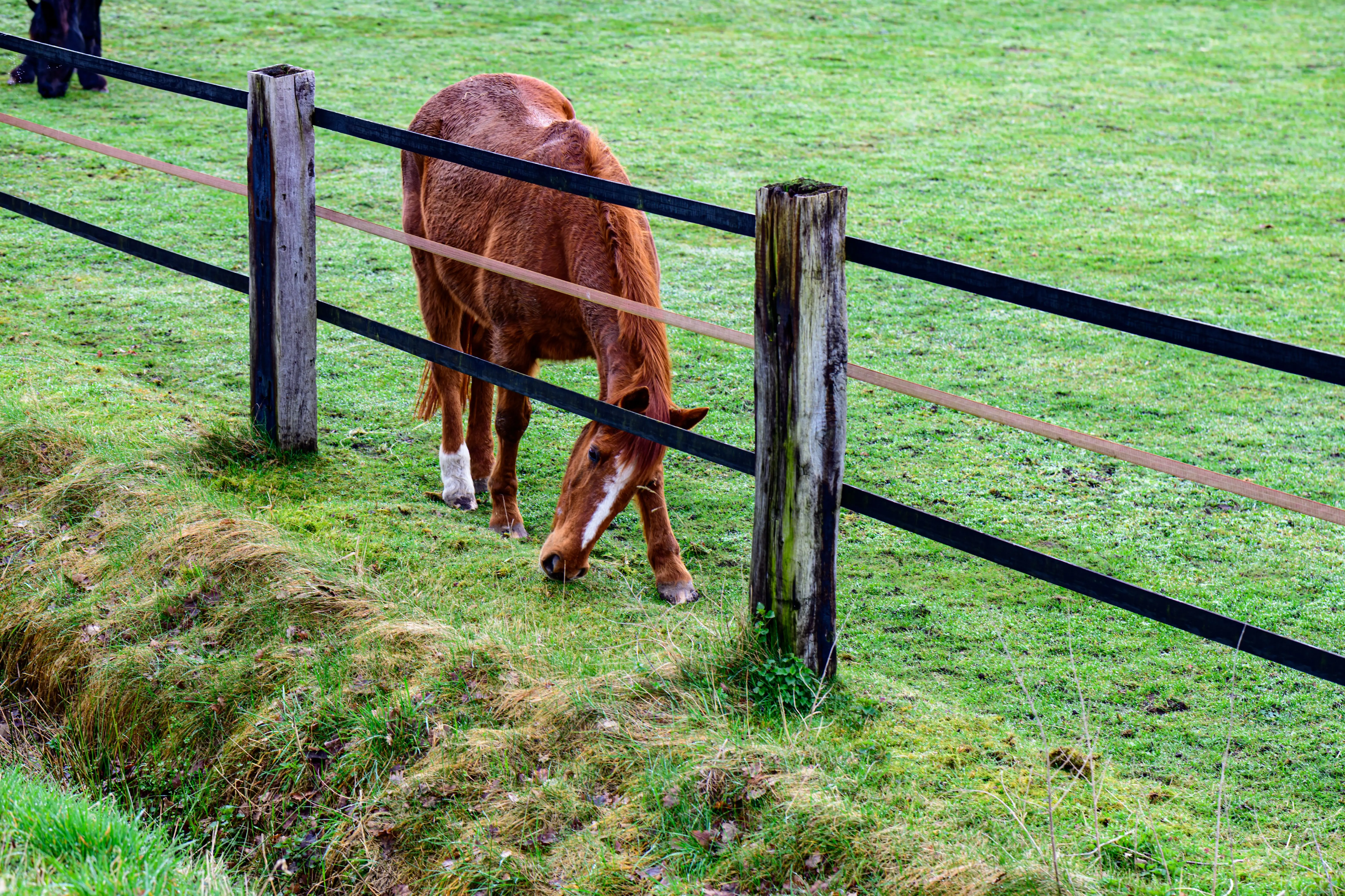 fence invisible cost A brown horse grazing peacefully in a lush green pasture enclosed by wooden fencing in Coesfeld, Germany.