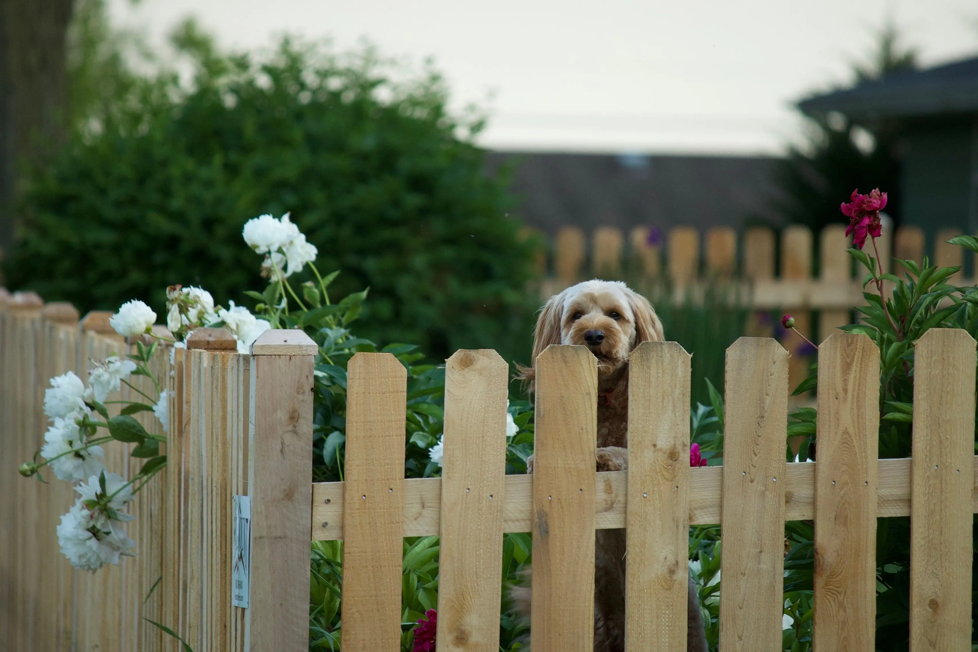 fence invisible cost Cute brown dog looking over a wooden fence surrounded by flowers in a backyard garden.