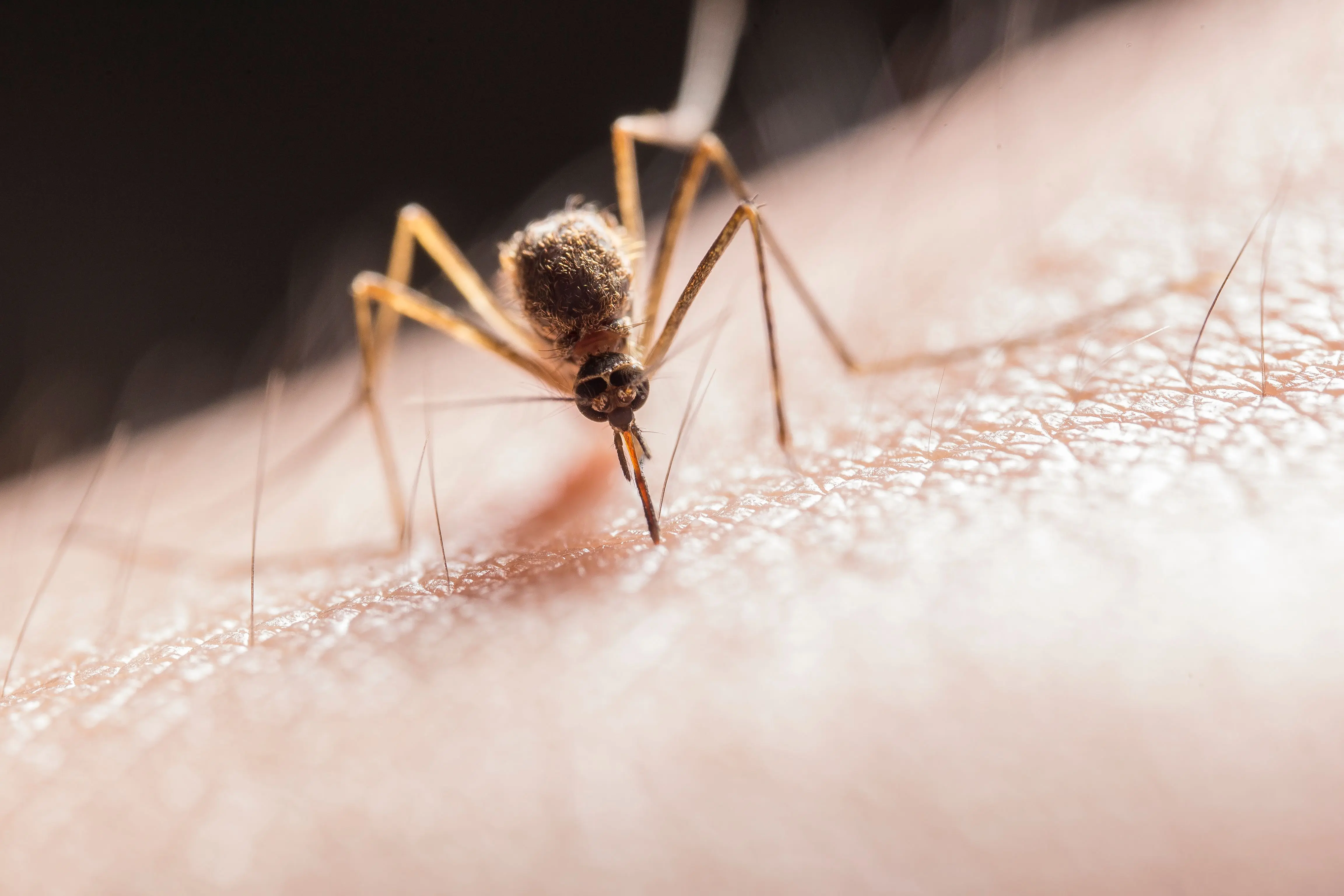 spider bite vs mosquito Macro shot capturing a mosquito piercing skin with its proboscis, highlighting its role as a pest.
