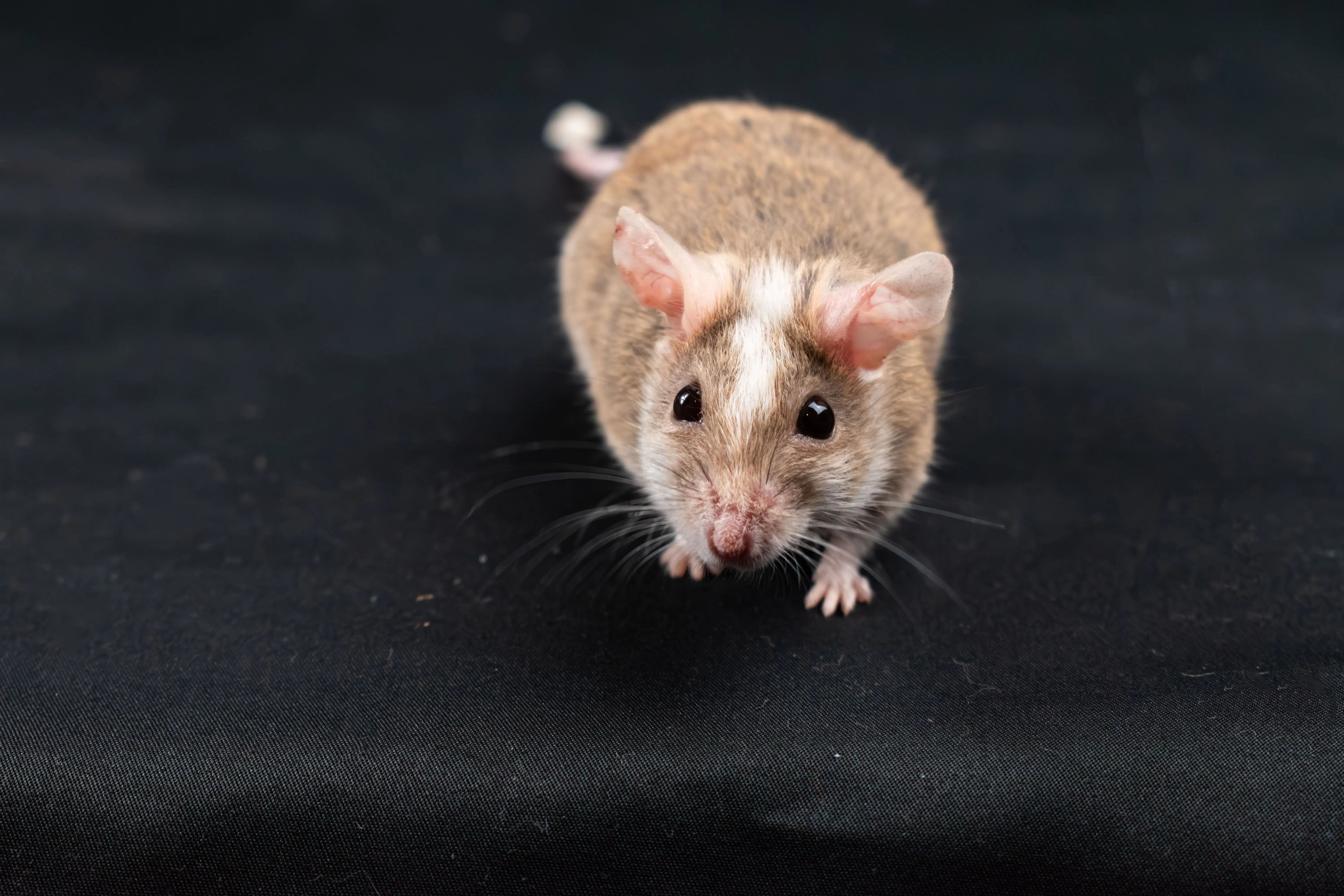 do mice bite A cute natal multimammate mouse (Mastomys natalensis) on a black background.