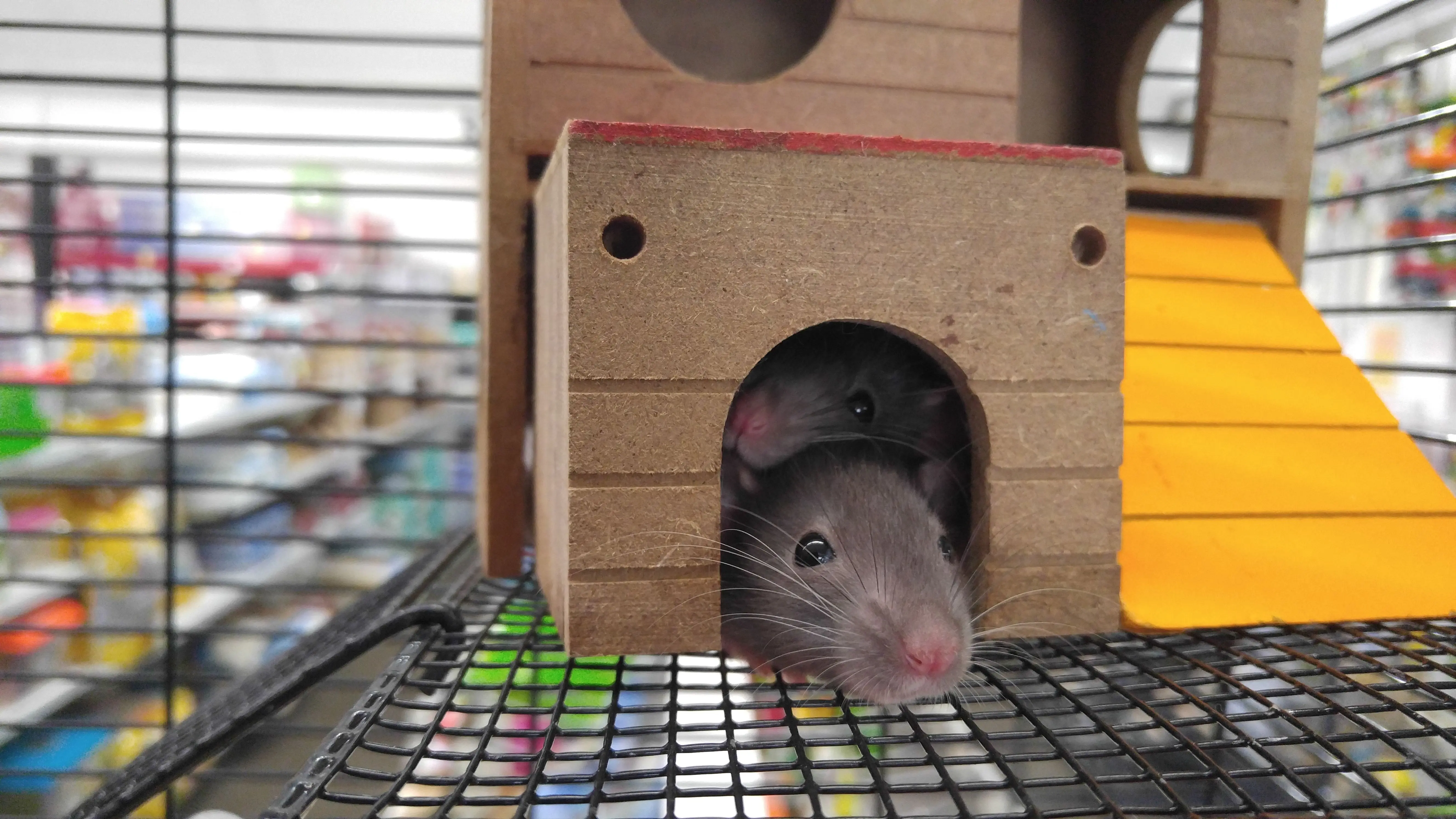 do mice bite Cute pet rats peeking from a wooden house in a cage, capturing domestic life.