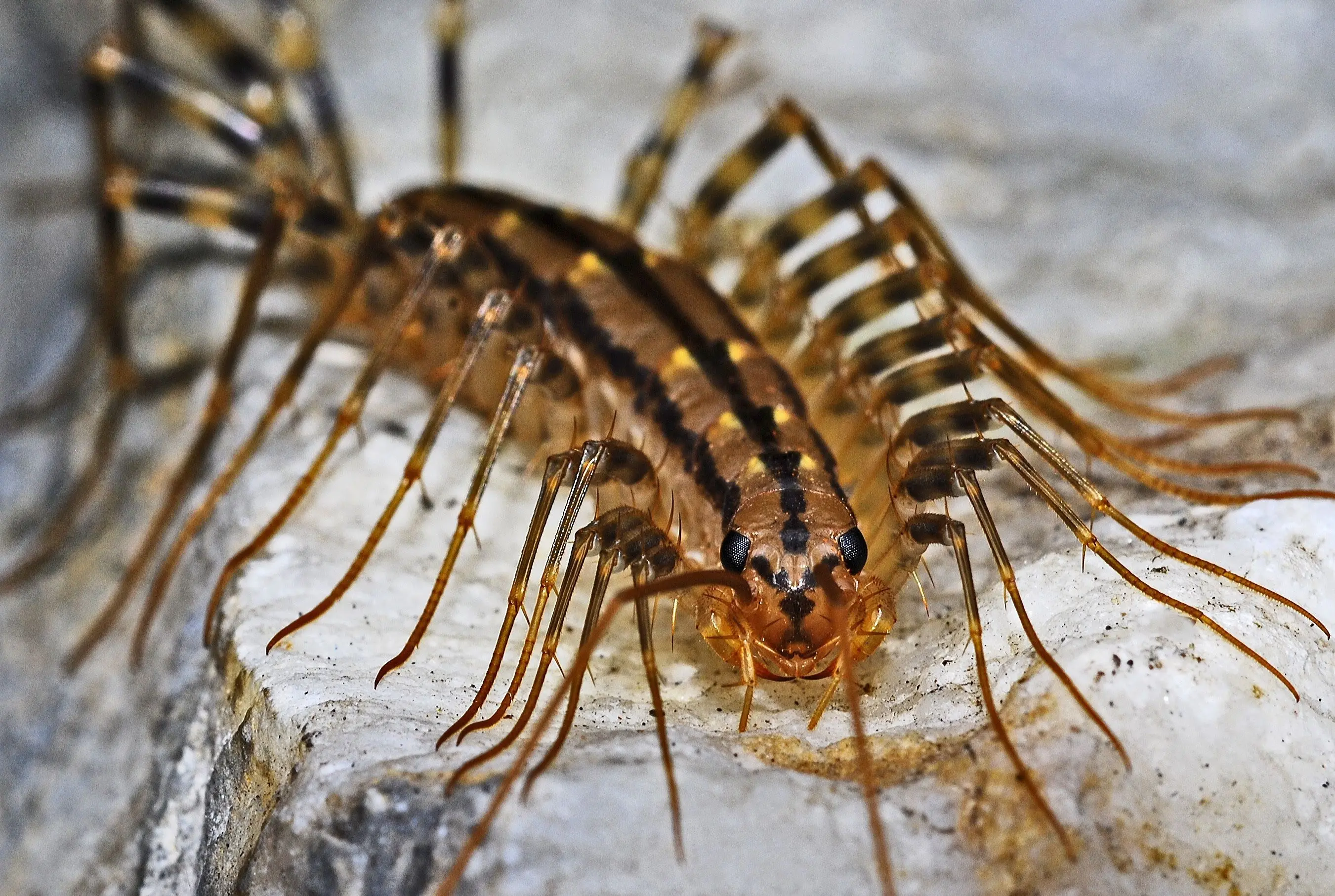 small black beetle Macro photograph of a house centipede displaying its intricate stripes and long legs.