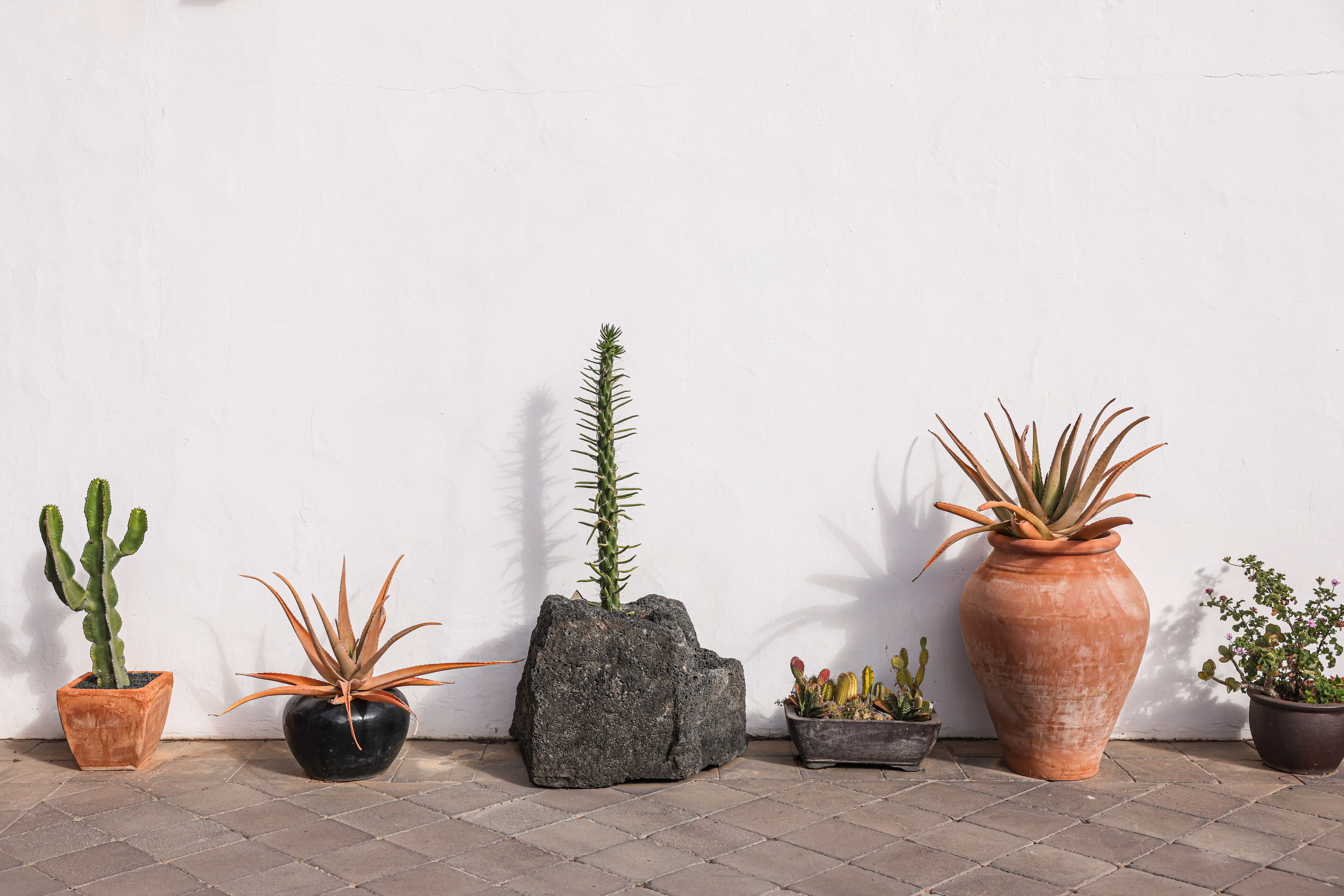 sconce outdoor wall light A display of diverse potted cacti and succulents on a patio with a white wall background.