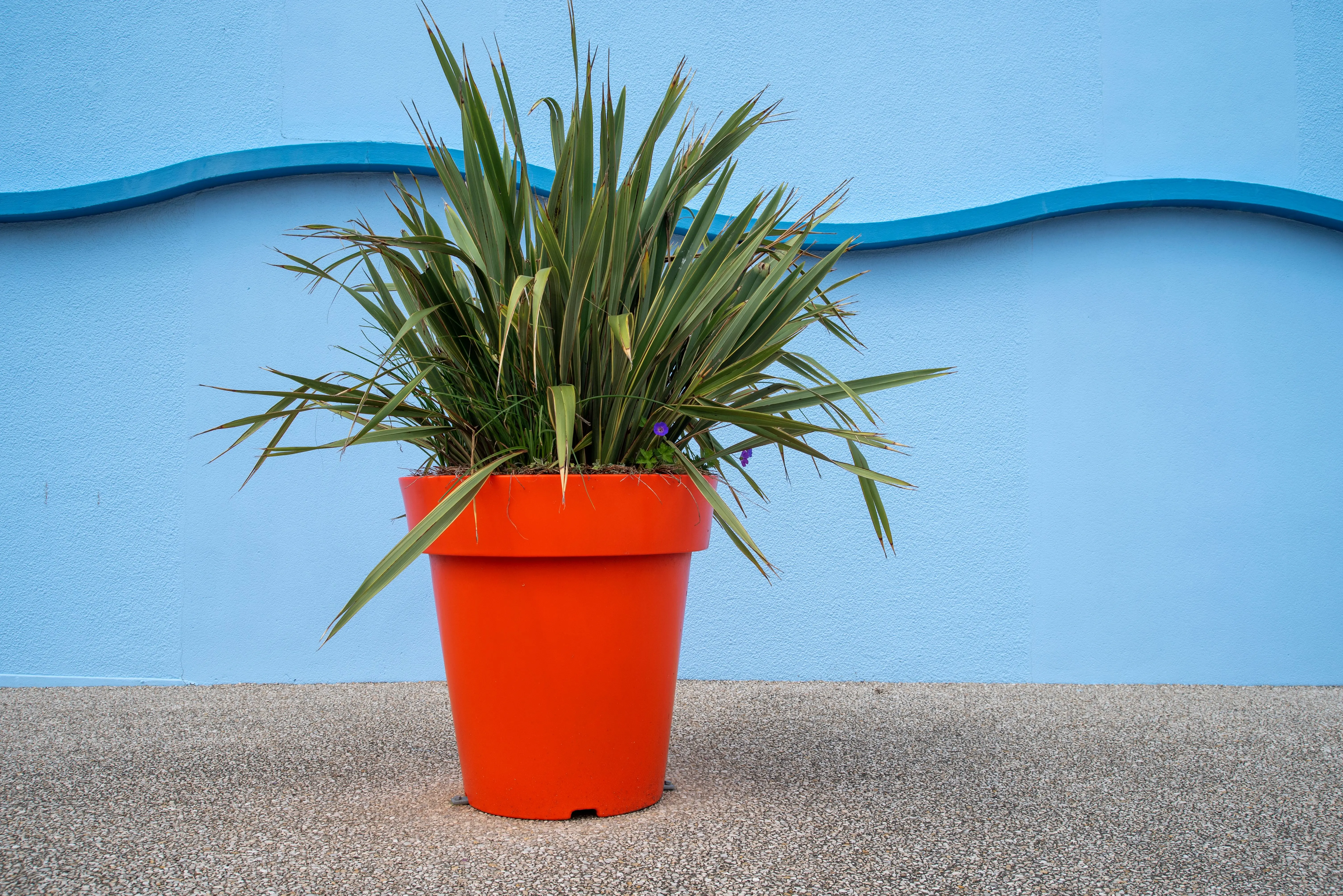 wooden plant planters A colorful plant in an orange pot set against a striking blue wall offers a modern artistic vibe.