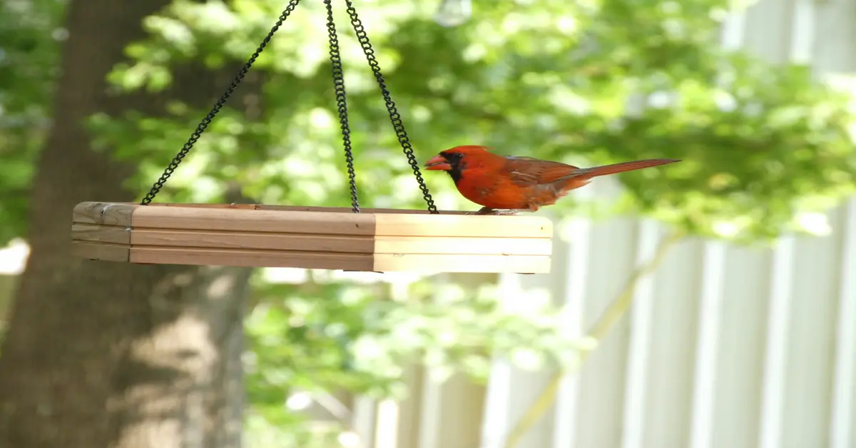 platform bird feeder